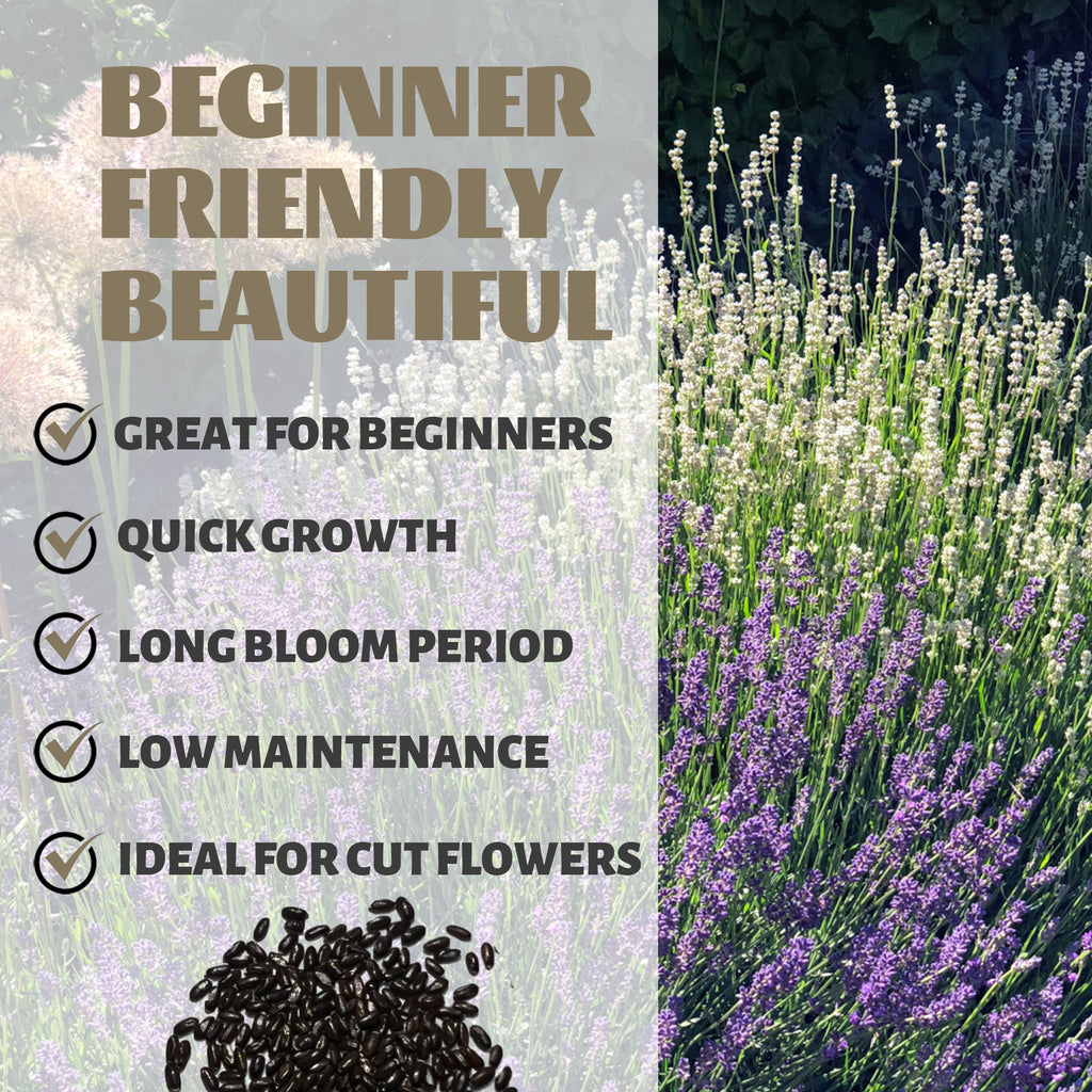 Lavender plant with text highlighting its benefits for beginners, quick growth, long bloom period, low maintenance, and suitability for cut flowers.Fragrant English Lavender Seeds Mix Colors