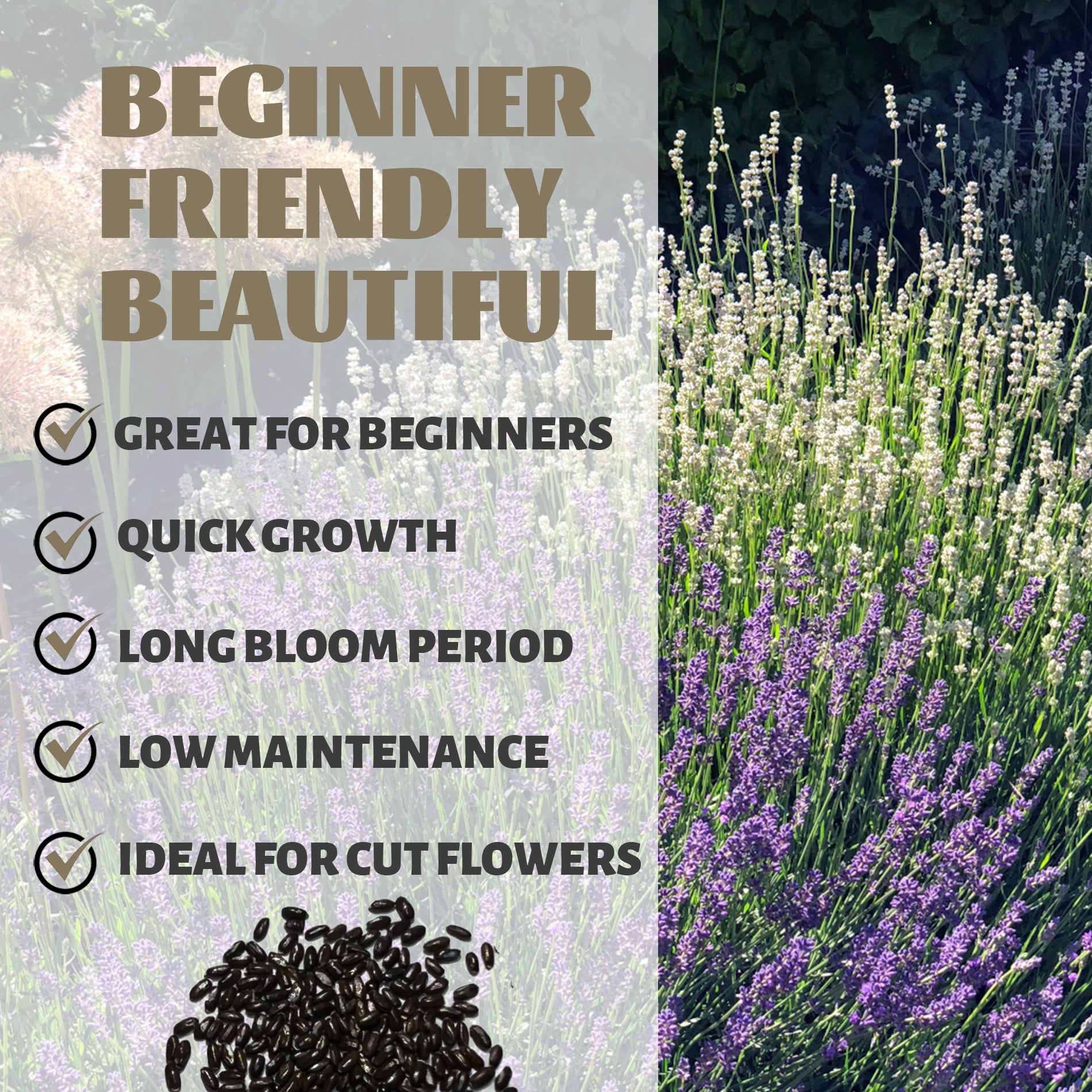 Lavender plant with text highlighting its benefits for beginners, quick growth, long bloom period, low maintenance, and suitability for cut flowers.Fragrant English Lavender Seeds Mix Colors