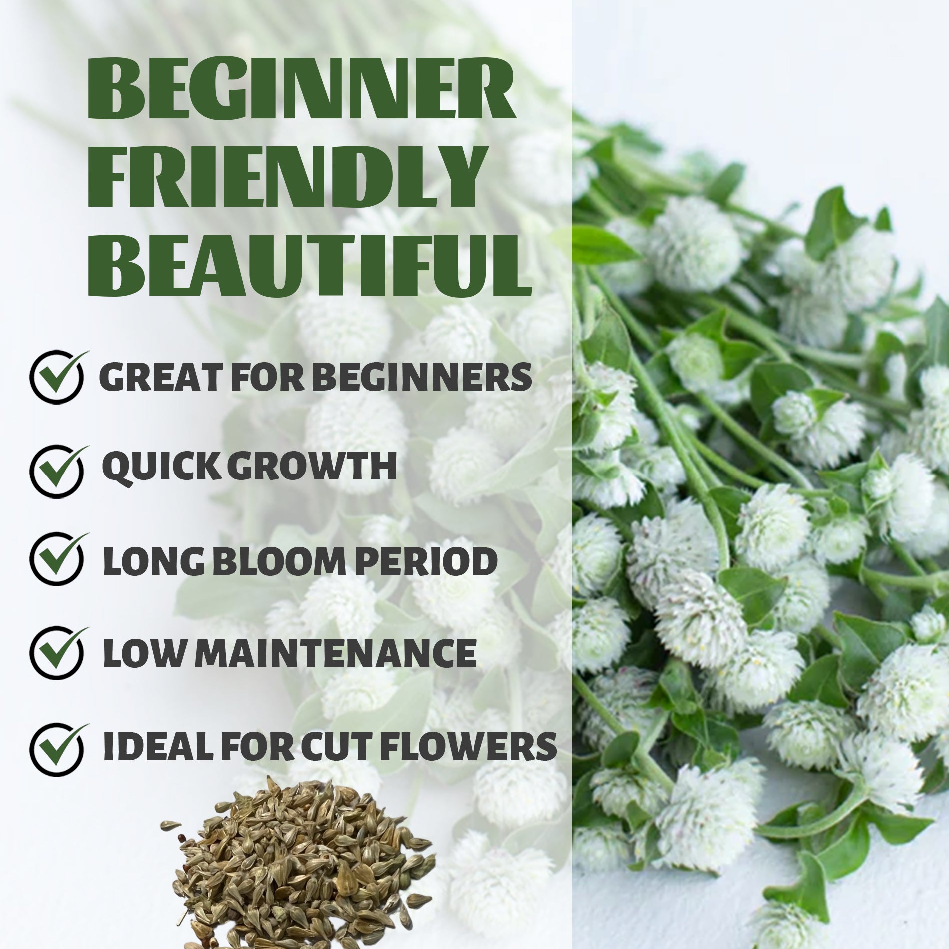 White flowers with text highlighting features like 'Great for beginners', 'Quick growth', 'Long bloom period', 'Low maintenance', and 'Ideal for cut flowers'.Globe Amaranth Gomphrena Seeds