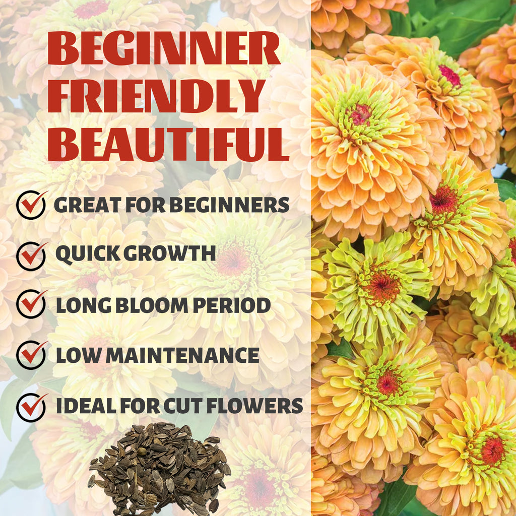 Floral arrangement with text highlighting features of a Zinnia Seeds Elegant Cut & Come Again plant, including 'Beginner Friendly Beautiful' and bullet points about the plant's characteristics.