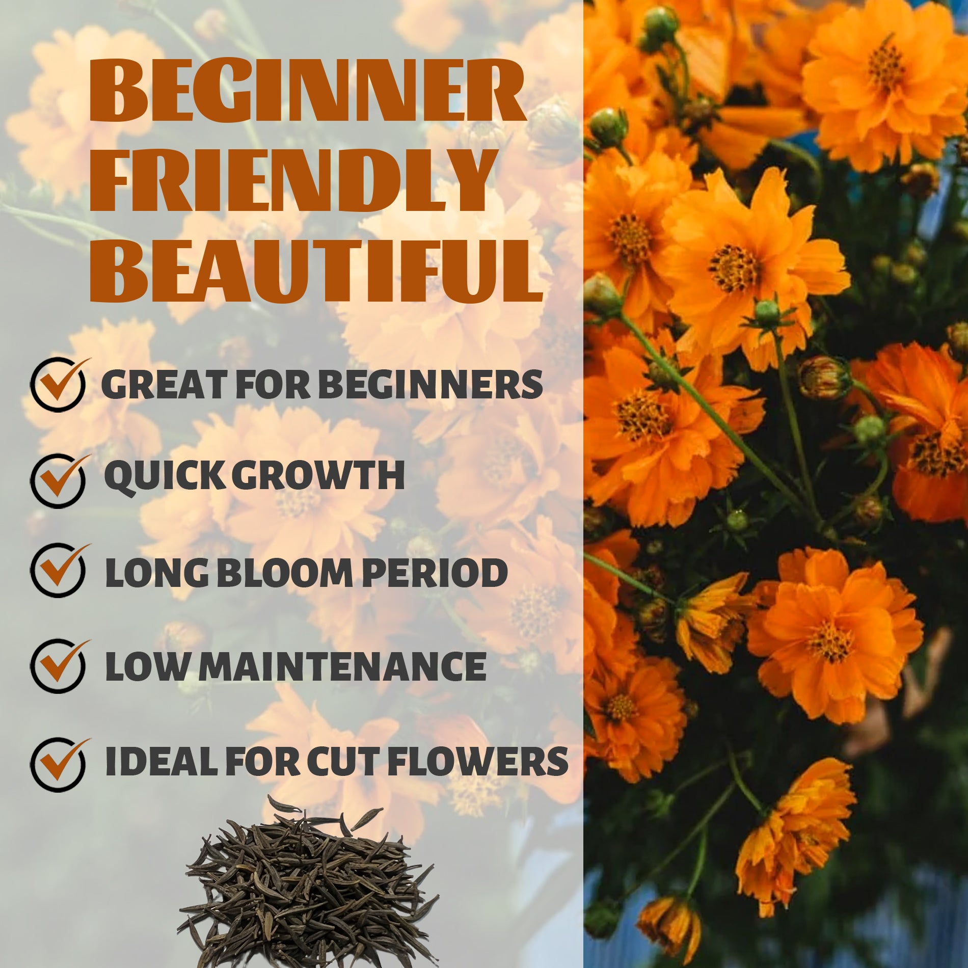Orange flowers with text highlighting features like 'Great for Beginners', 'Quick Growth', 'Long Bloom Period', 'Low Maintenance', and 'Ideal for Cut Flowers'.Mexican Aster Cosmos Seeds