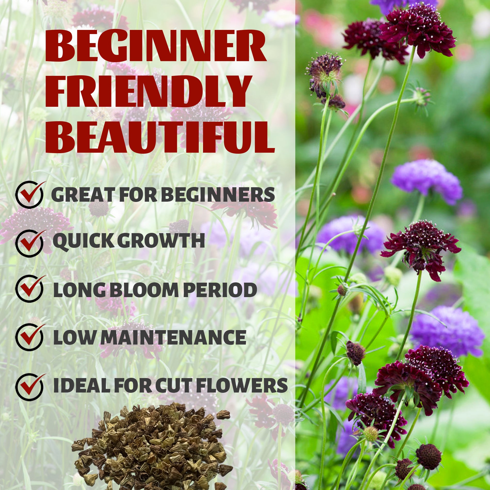 Floral arrangement with text highlighting features like 'Great for Beginners', 'Quick Growth', 'Long Bloom Period', 'Low Maintenance', and 'Ideal for Cut Flowers'.Pincushion Flower Scabiosa Seeds