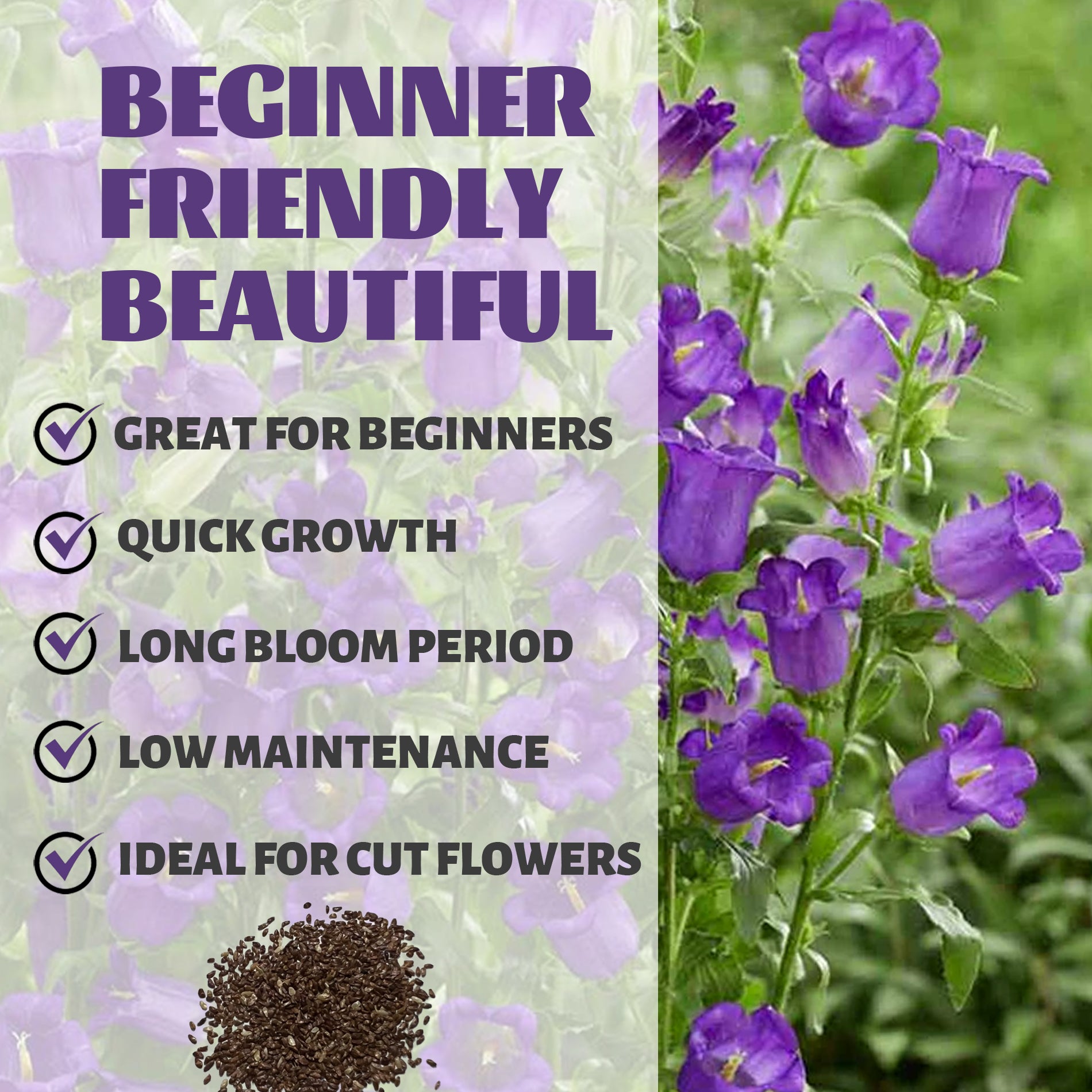 Bellflower Campanula Seeds Purple flowers with text about being beginner-friendly, great for beginners, quick growth, long bloom period, low maintenance, and ideal for cut flowers.