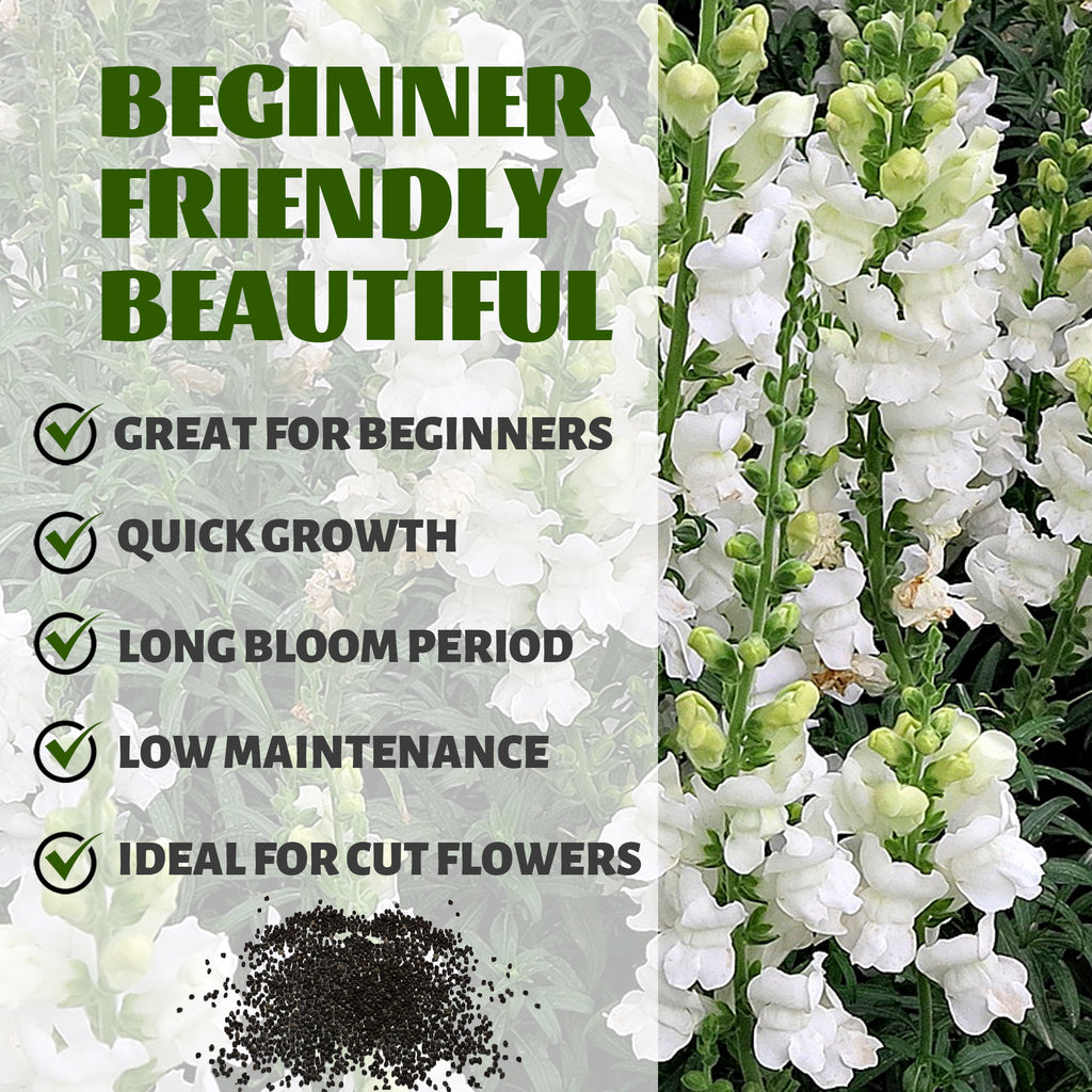 Tall Antirrhinum Snapdragon Seeds White flowers with text highlighting features like 'Great for Beginners', 'Quick Growth', 'Long Bloom Period', 'Low Maintenance', and 'Ideal for Cut Flowers'.