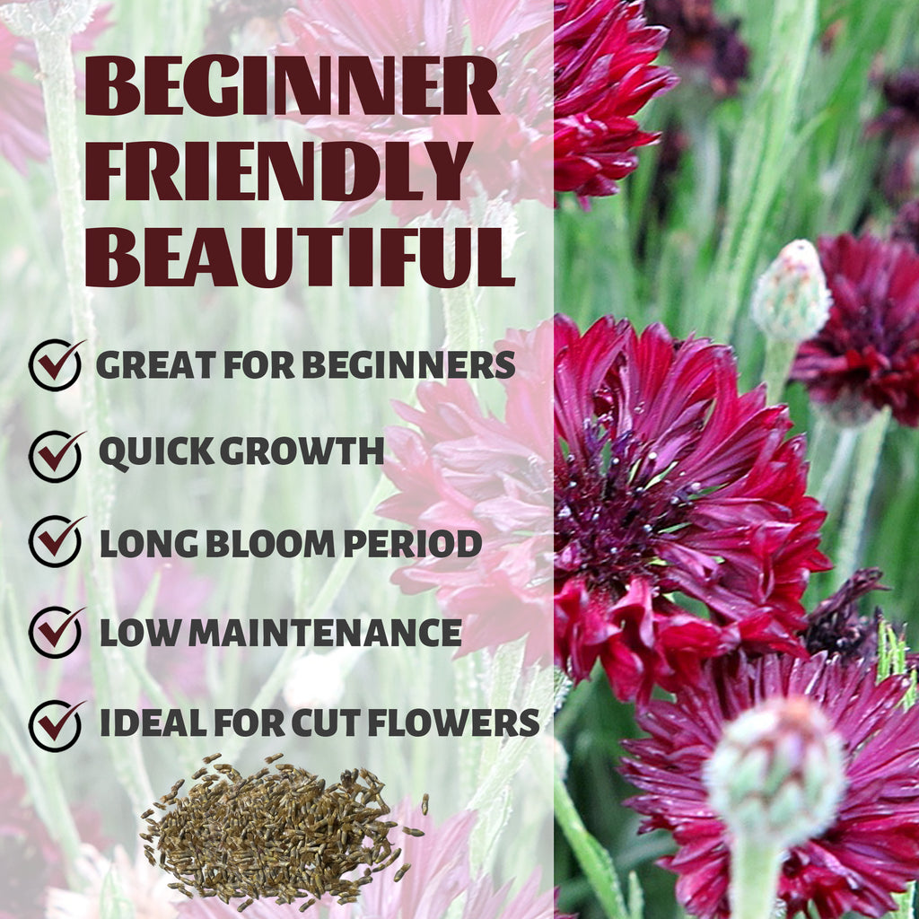 Bachelor's Button Knapweed Cornflower Centaurea Seeds packaging with pink flowers and text highlighting features.