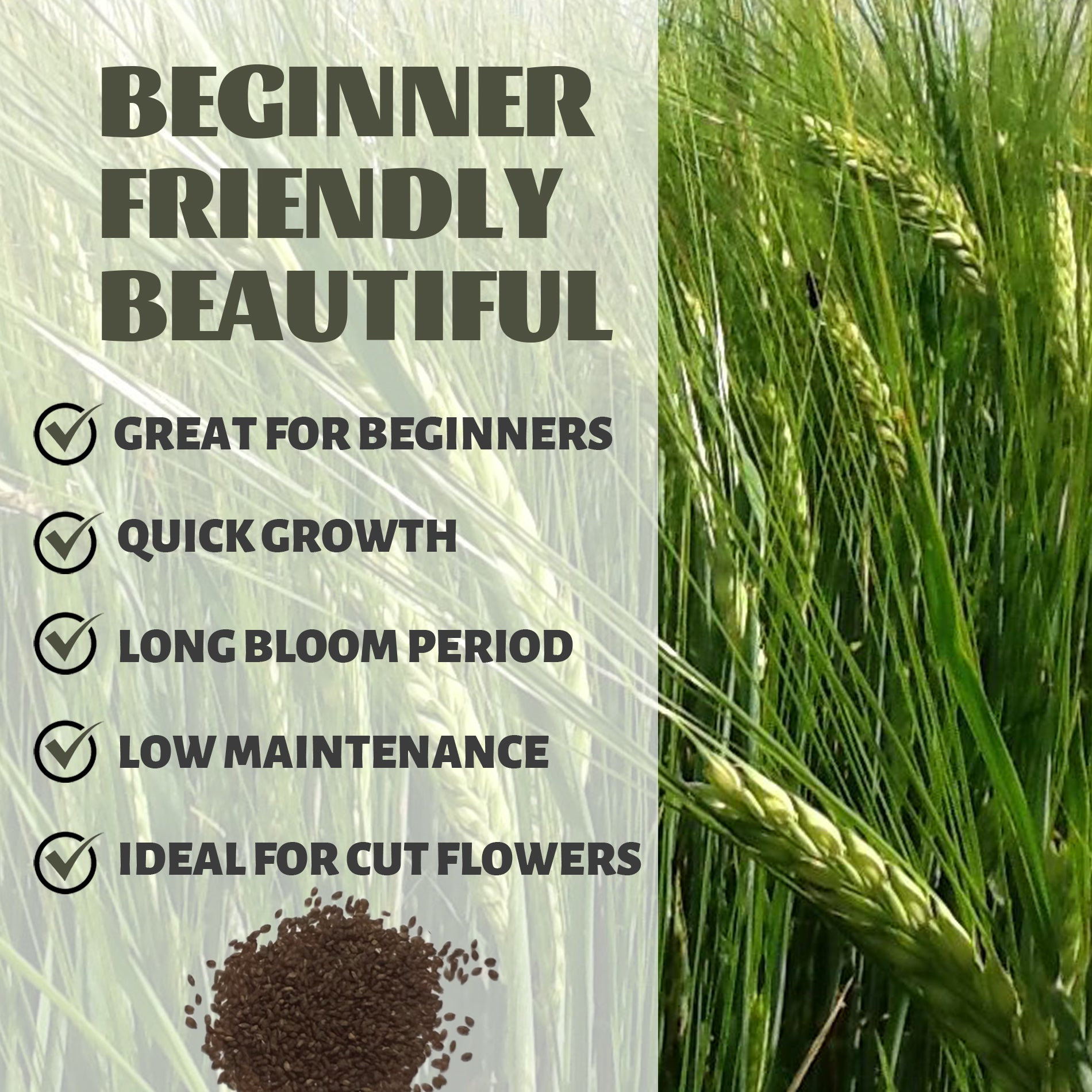 Green grass with seeds and text about beginner-friendly beauty, quick growth, long bloom period, low maintenance, and suitability for cut flowers.Silver Tip Ornamental Grass Seeds