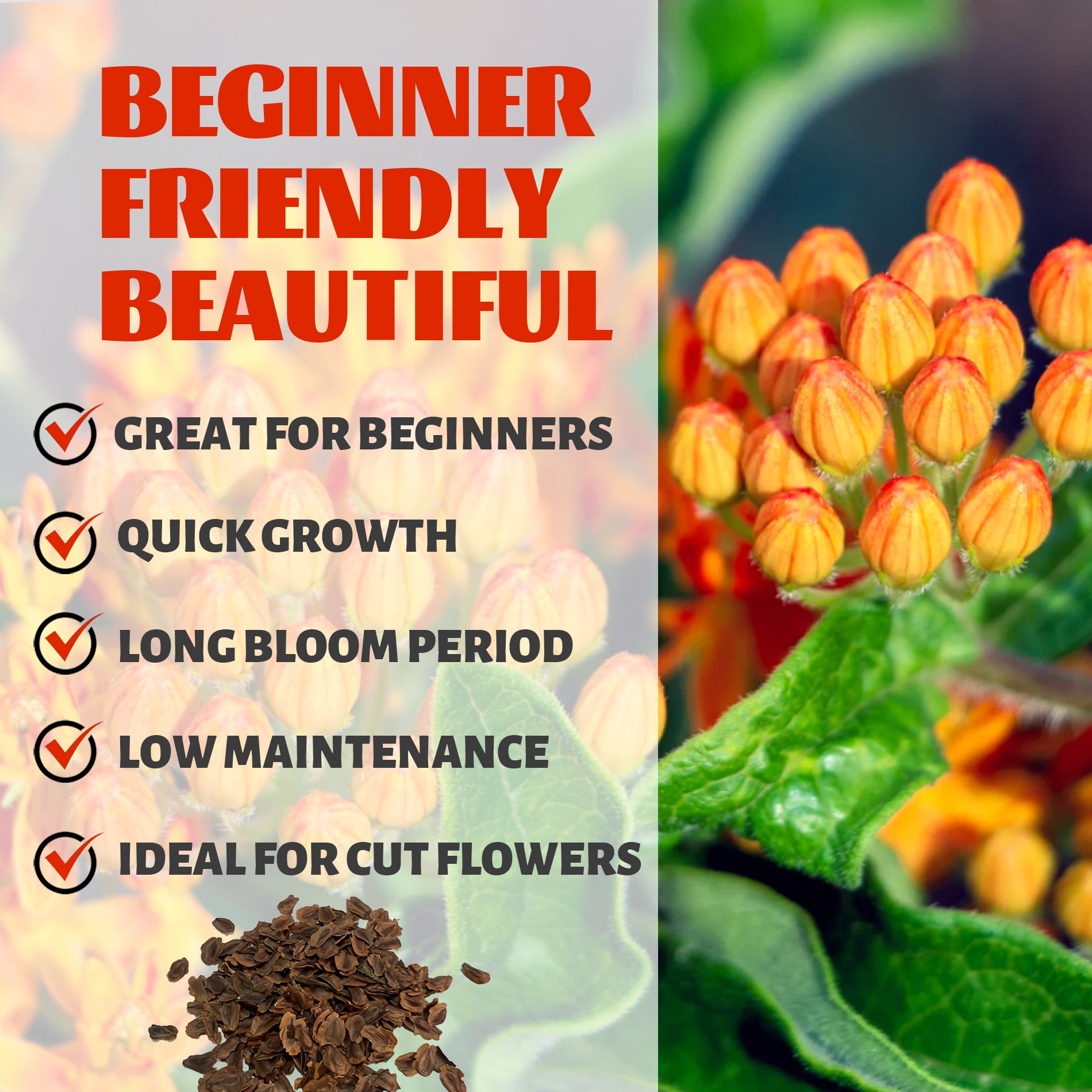 Promotional graphic for Butterfly Weed Milkweed Orange Asclepias Seeds product with text about benefits and a close-up of the plant.
