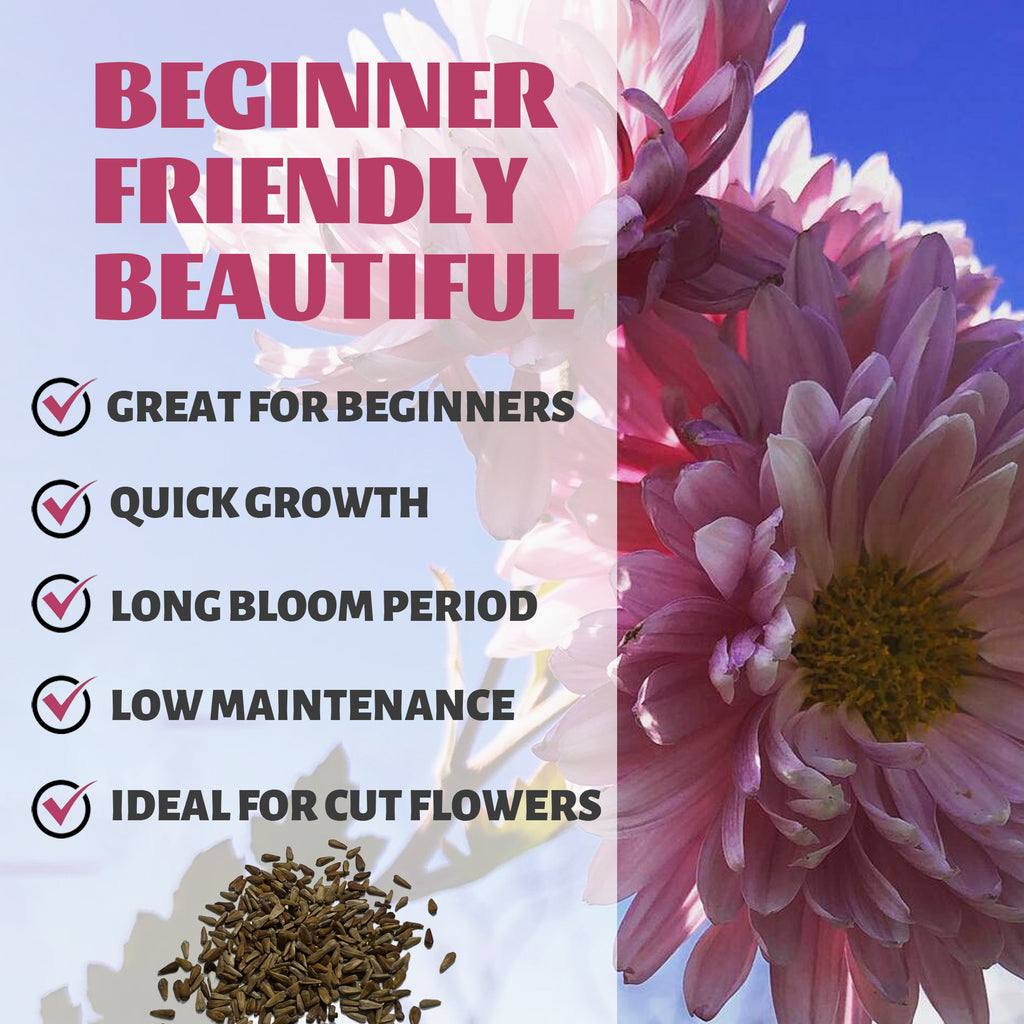  China Aster Seeds Pink flowers with text highlighting features like 'Great for Beginners', 'Quick Growth', 'Long Bloom Period', 'Low Maintenance', and 'Ideal for Cut Flowers'.