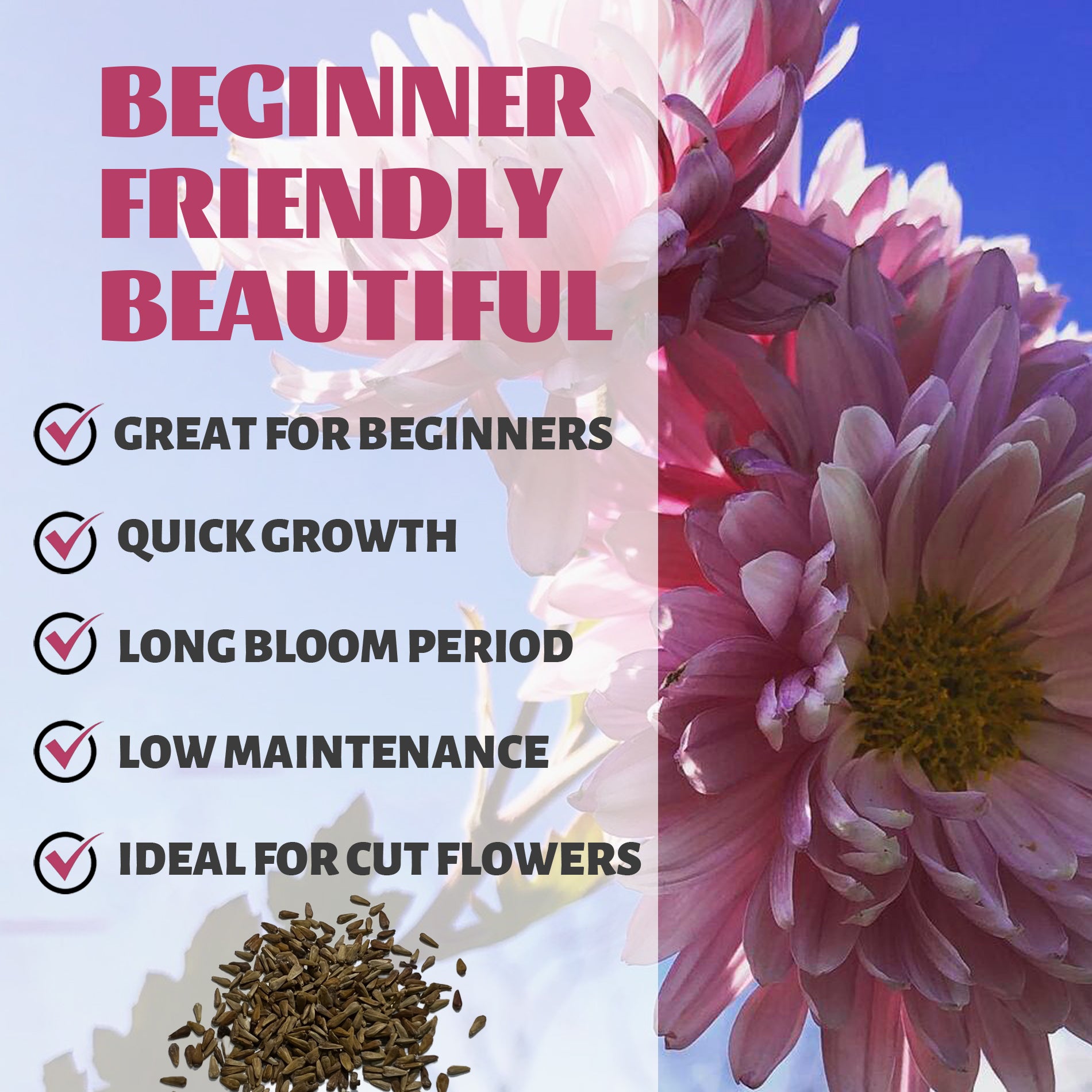  China Aster Seeds Pink flowers with text highlighting features like 'Great for Beginners', 'Quick Growth', 'Long Bloom Period', 'Low Maintenance', and 'Ideal for Cut Flowers'.