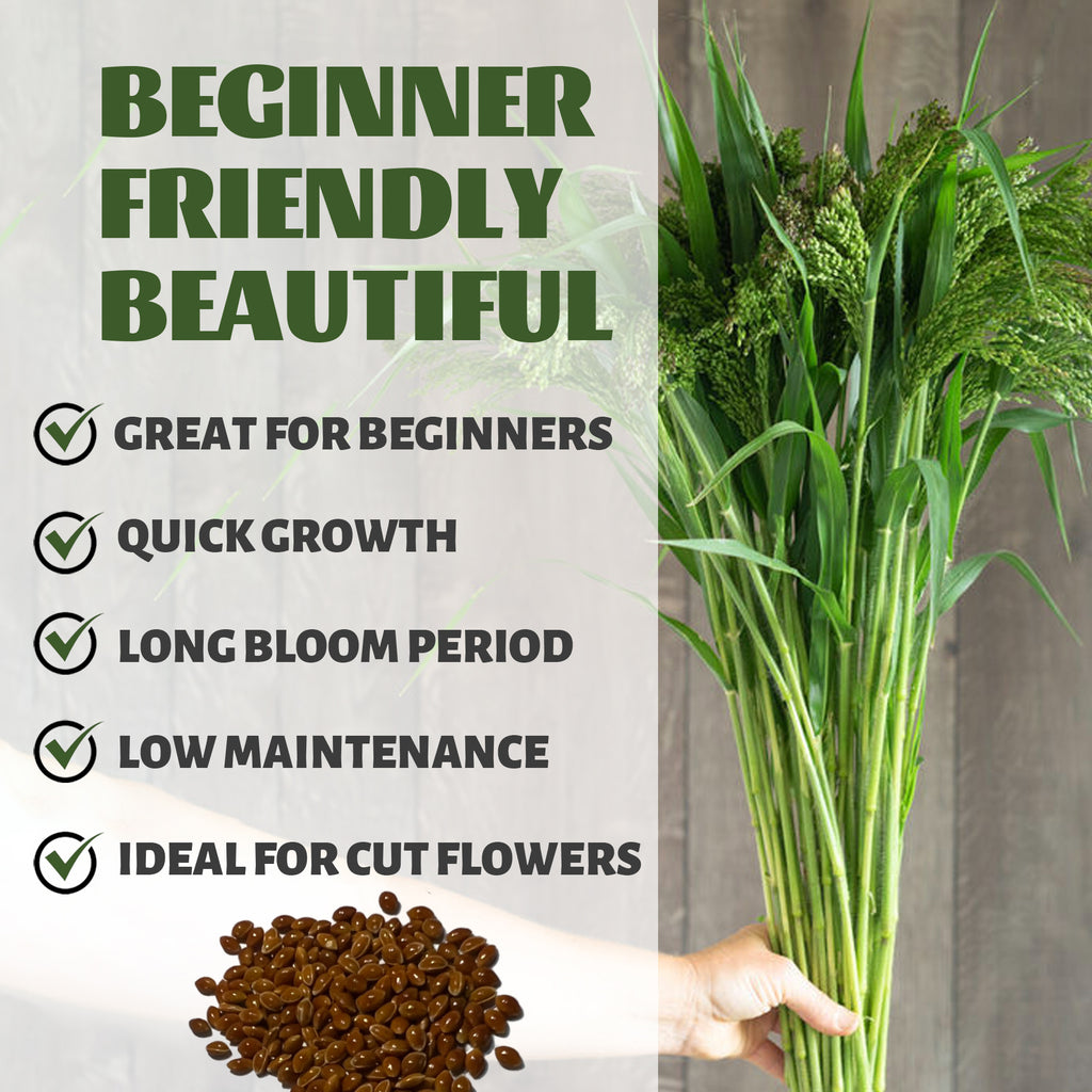 Bouquet of green plants held by a hand with text about plant benefits on a white background.Ornamental Grass Seeds