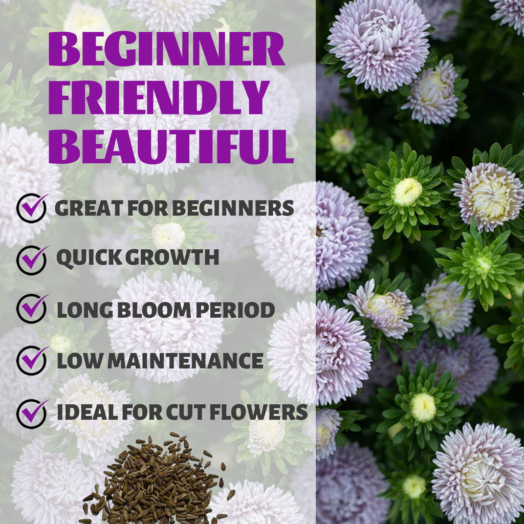 China Aster Seeds Cut Flower  with text highlighting features like 'Great for Beginners', 'Quick Growth', 'Long Bloom Period', 'Low Maintenance', and 'Ideal for Cut Flowers'.