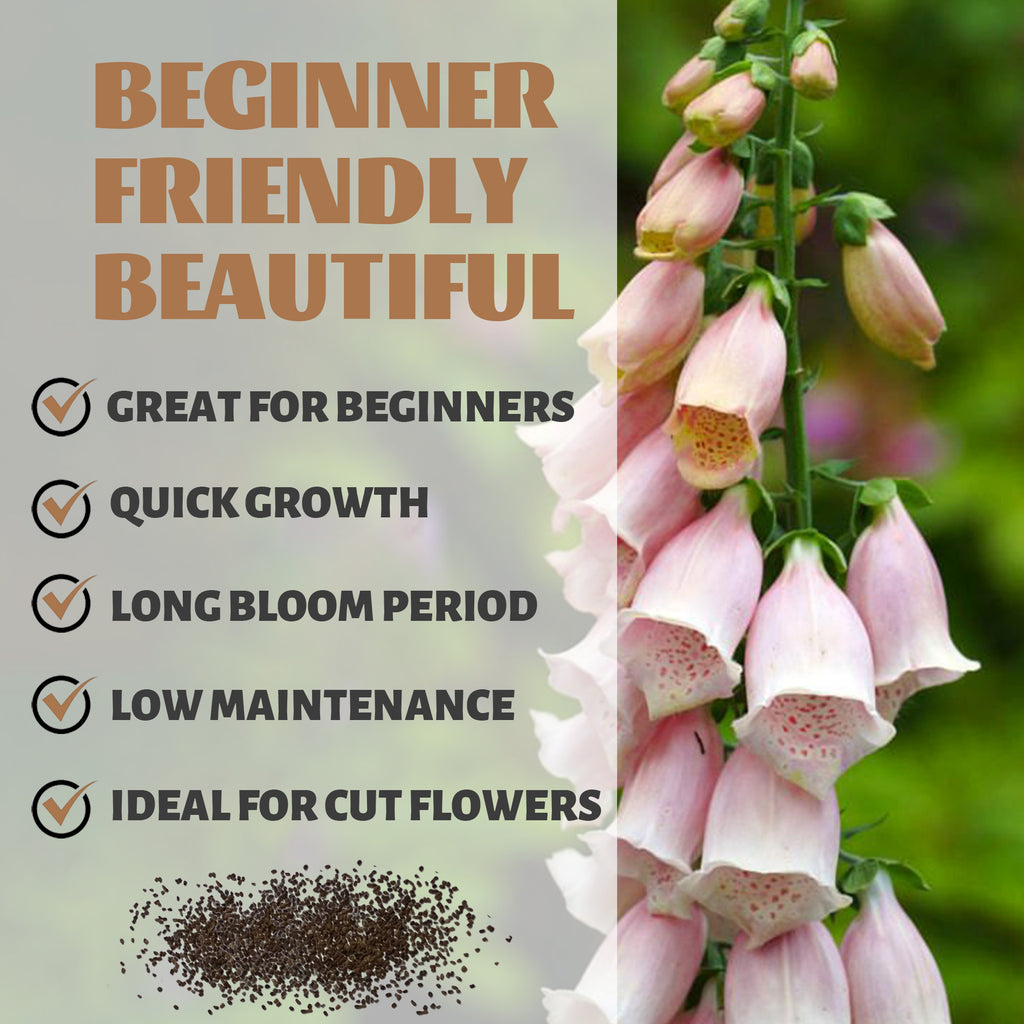 Foxglove Spires Digitalis Seeds.Pink foxglove flowers with gardening information text on a green background