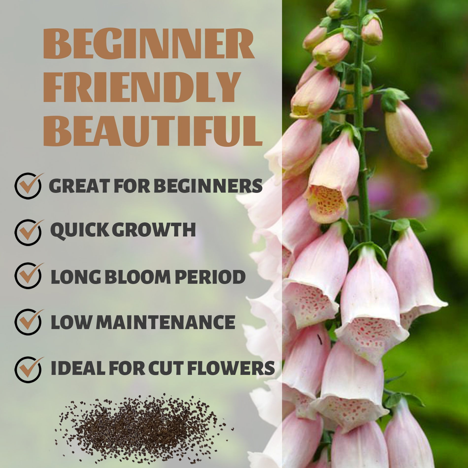 Foxglove Spires Digitalis Seeds.Pink foxglove flowers with gardening information text on a green background