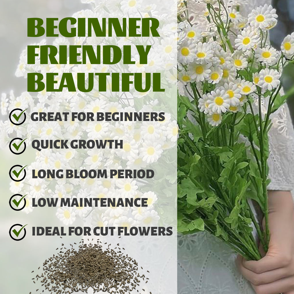 Bouquet of Feverfew Golden Chamomile Matricaria Seeds white flowers with green leaves and text about plant characteristics on a light gray background.