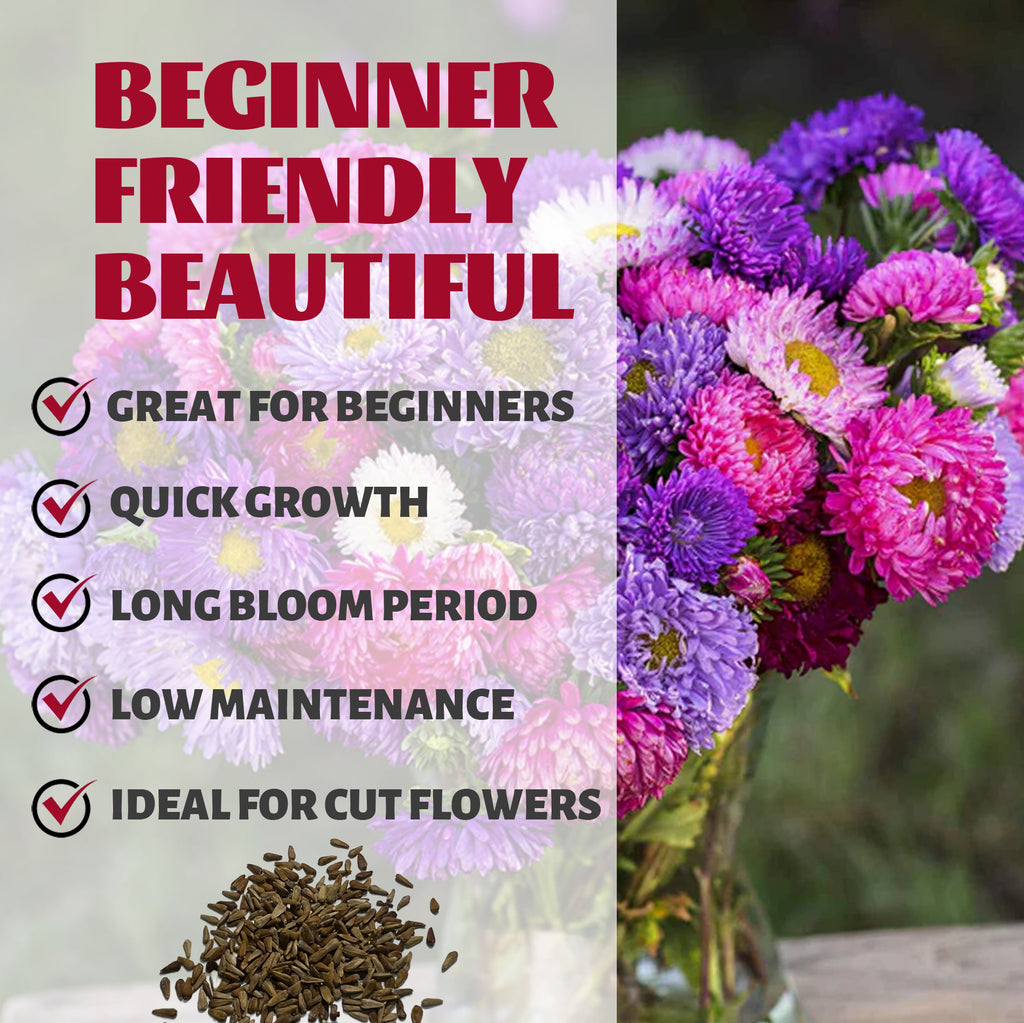 Bouquet of colorful flowers with text highlighting features like 'Great for Beginners', 'Quick Growth', 'Long Bloom Period', 'Low Maintenance', and 'Ideal for Cut Flowers'.Mix Tall China Aster Seeds