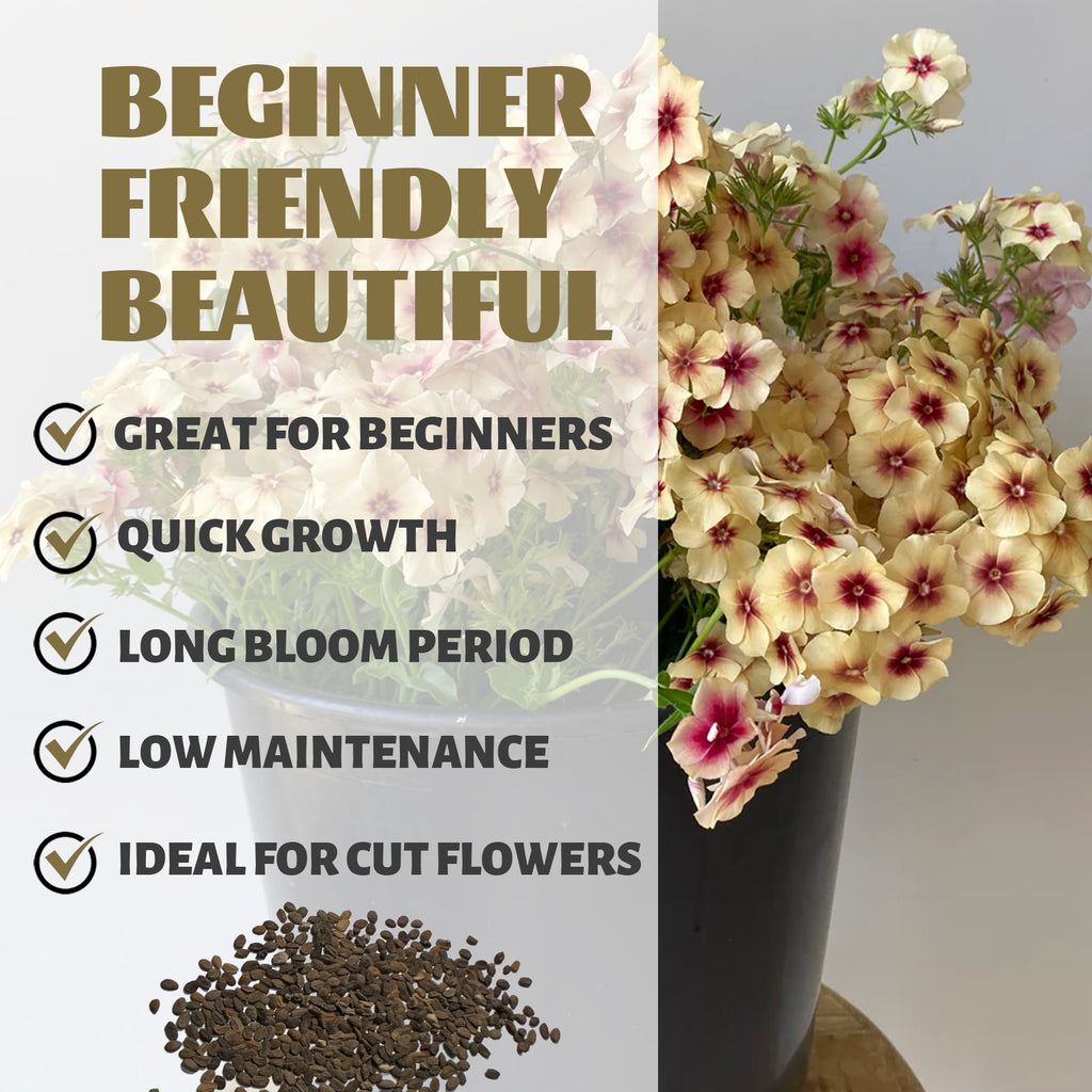 Annual Drummondii Phlox Seeds Floral arrangement with text highlighting features of beginner-friendly plants.