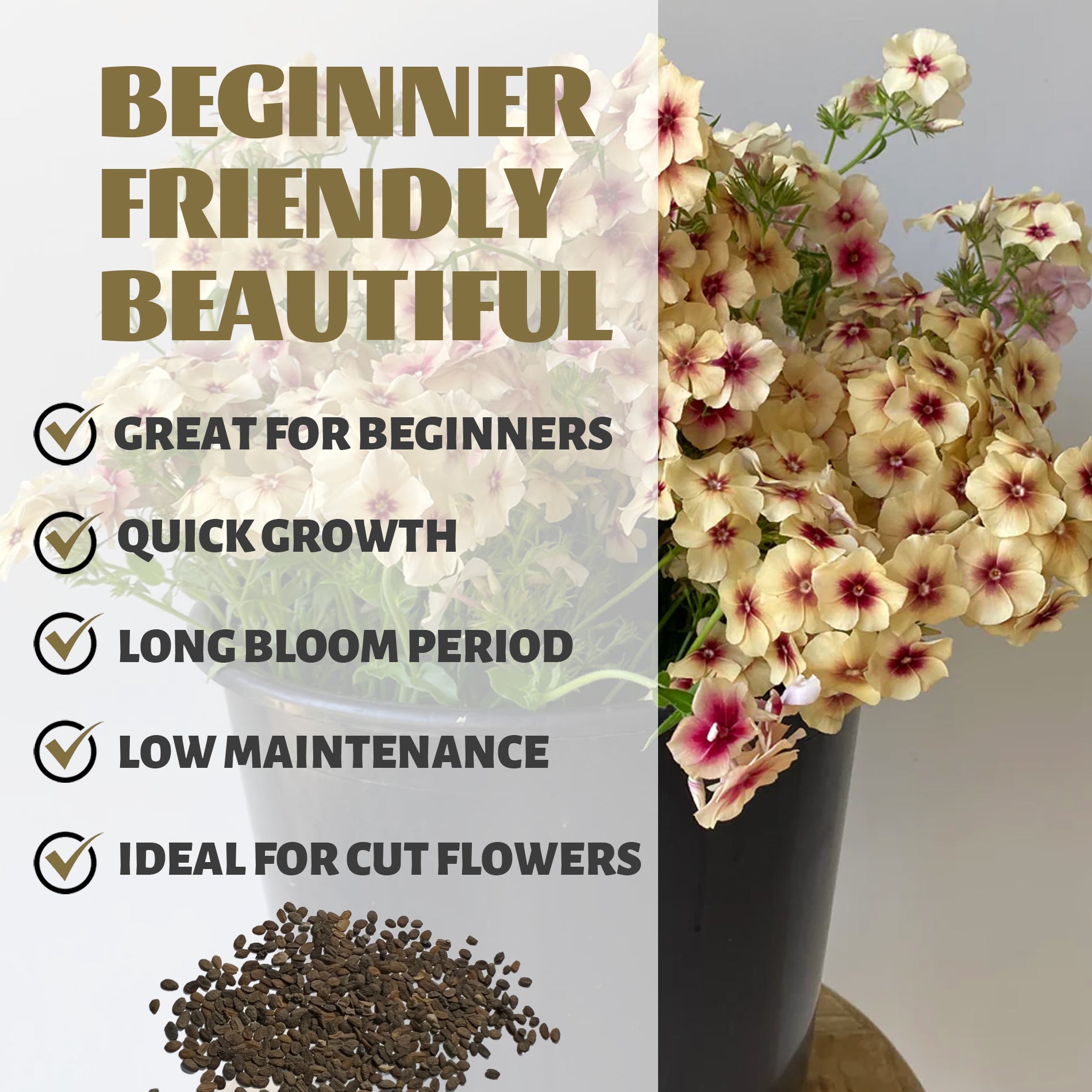 Annual Drummondii Phlox Seeds Floral arrangement with text highlighting features of beginner-friendly plants.