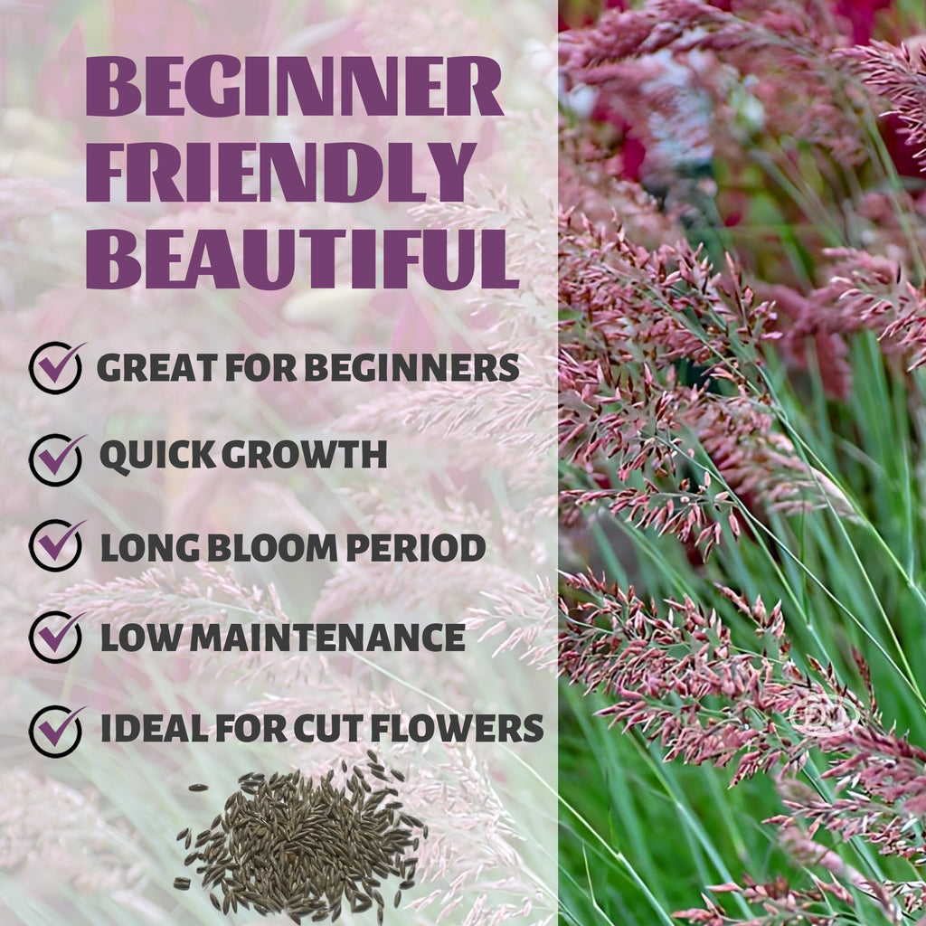 Decorative grass with text highlighting features like 'Great for Beginners', 'Quick Growth', 'Long Bloom Period', 'Low Maintenance', and 'Ideal for Cut Flowers'.Savannah Grass Ornamental Grass Seeds