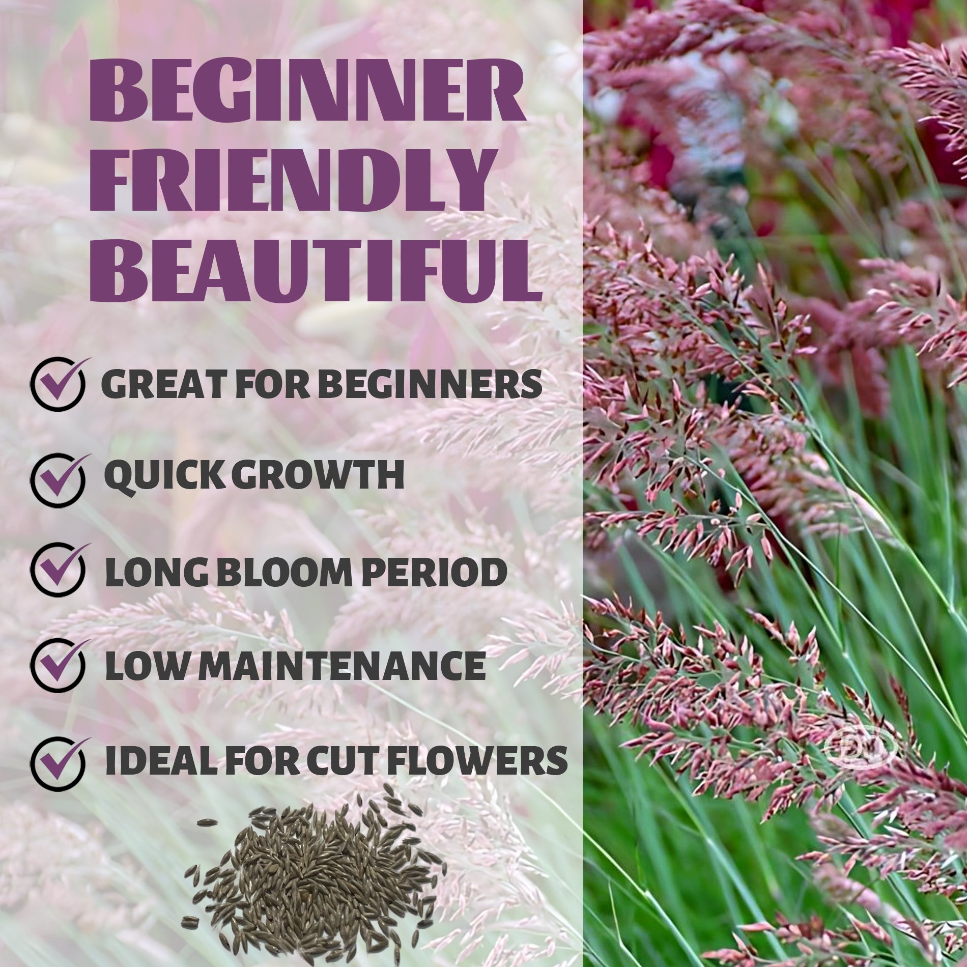Decorative grass with text highlighting features like 'Great for Beginners', 'Quick Growth', 'Long Bloom Period', 'Low Maintenance', and 'Ideal for Cut Flowers'.Savannah Grass Ornamental Grass Seeds