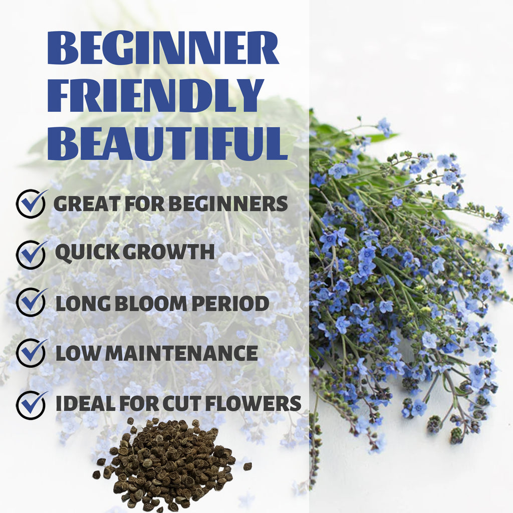 Promotional graphic for plants with text about benefits and features.Chinese Forget-Me-Not Cynoglossum Seeds