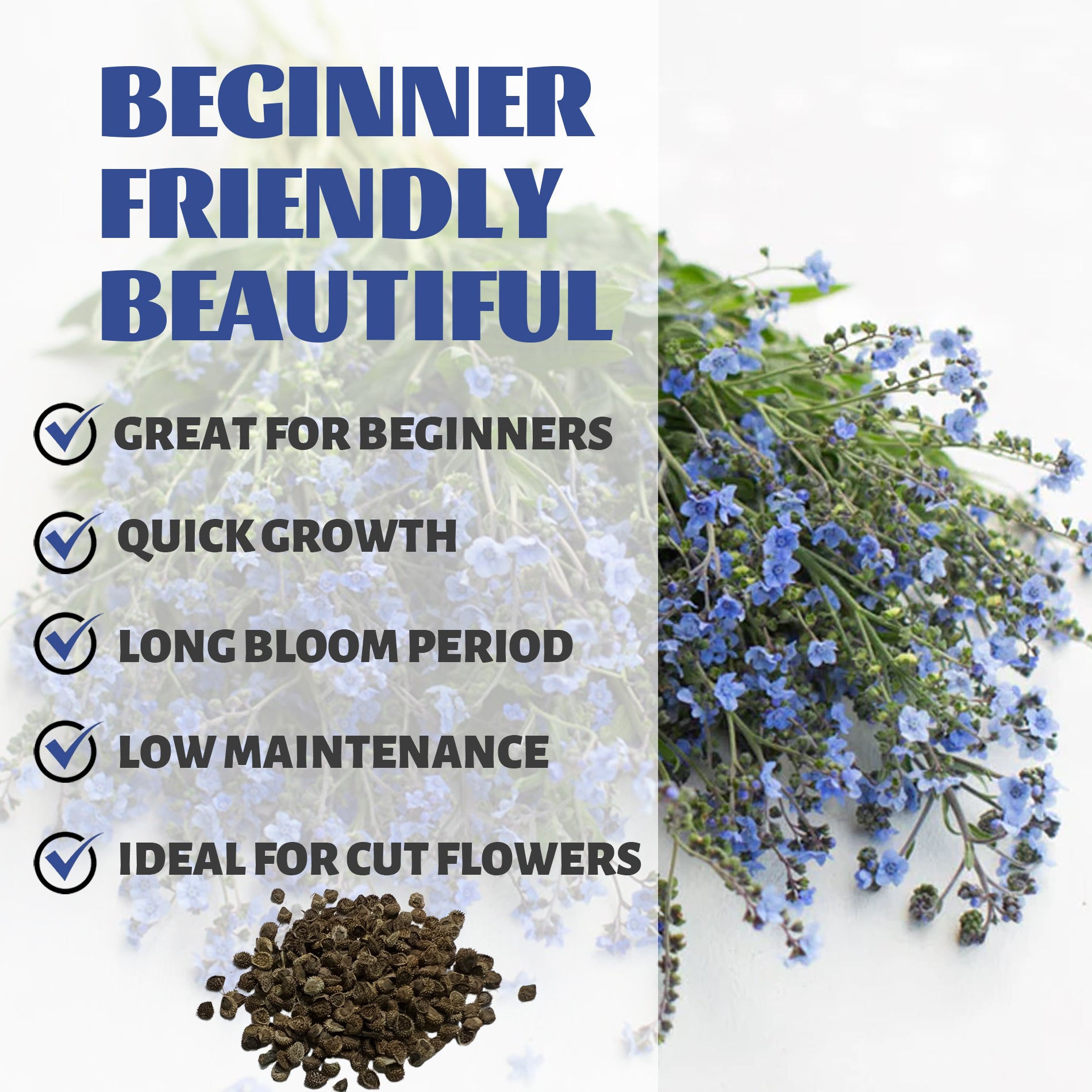 Promotional graphic for plants with text about benefits and features.Chinese Forget-Me-Not Cynoglossum Seeds