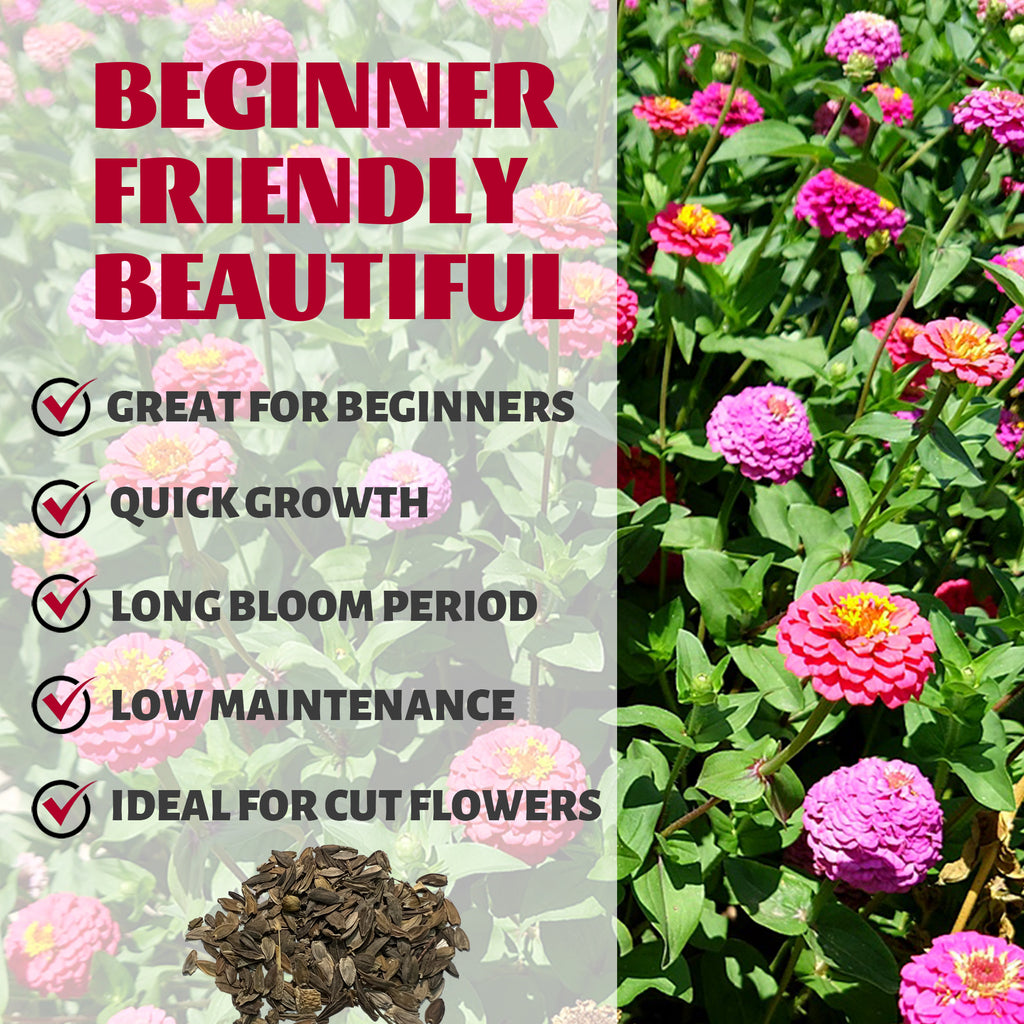 Zinnia seeds with pink flowers and text highlighting features like 'Great for Beginners', 'Quick Growth', 'Long Bloom Period', 'Low Maintenance', and 'Ideal for Cut Flowers'.