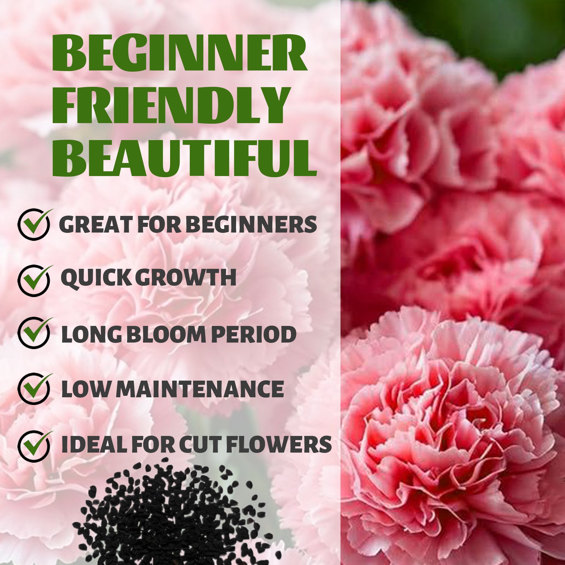 Pink flowers with text highlighting features like 'Great for Beginners', 'Quick Growth', 'Long Bloom Period', 'Low Maintenance', and 'Ideal for Cut Flowers'.Sweet William Dianthus Seeds