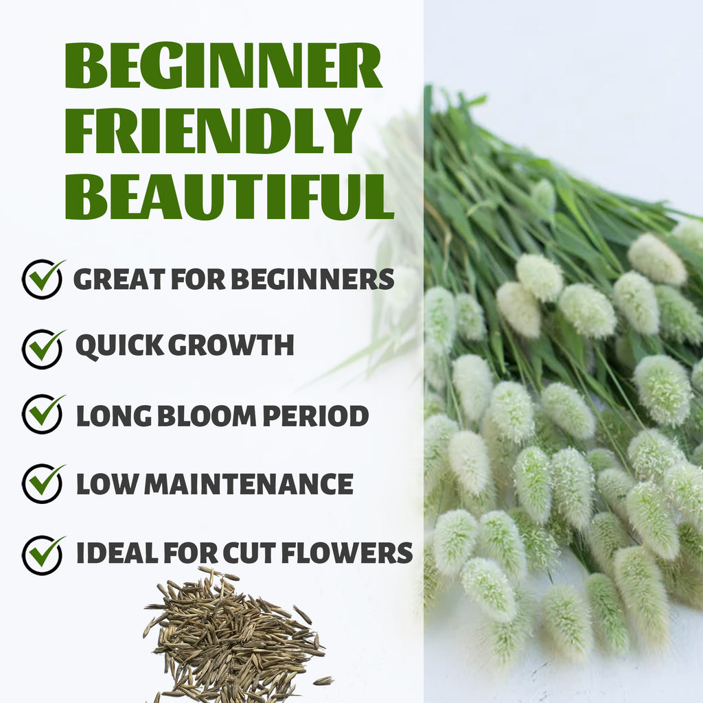 Bunch of green flowers with text highlighting features like 'Great for beginners', 'Quick growth', 'Long bloom period', 'Low maintenance', and 'Ideal for cut flowers'.Feathertop Ornamental Grass Seeds