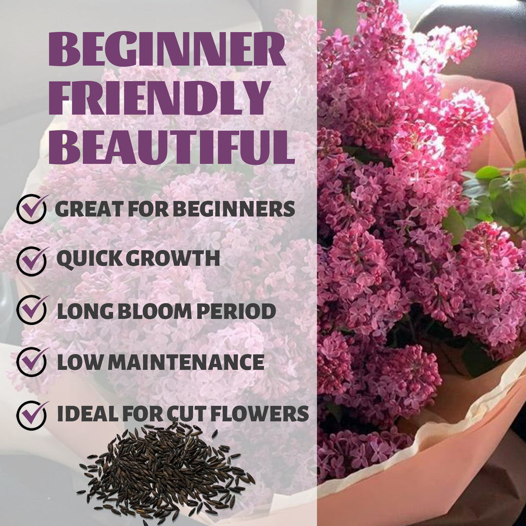 Statice Seeds-Sea Lavender Everlasting Pink flowers with text highlighting features like 'Great for Beginners', 'Quick Growth', 'Long Bloom Period', 'Low Maintenance', and 'Ideal for Cut Flowers'.