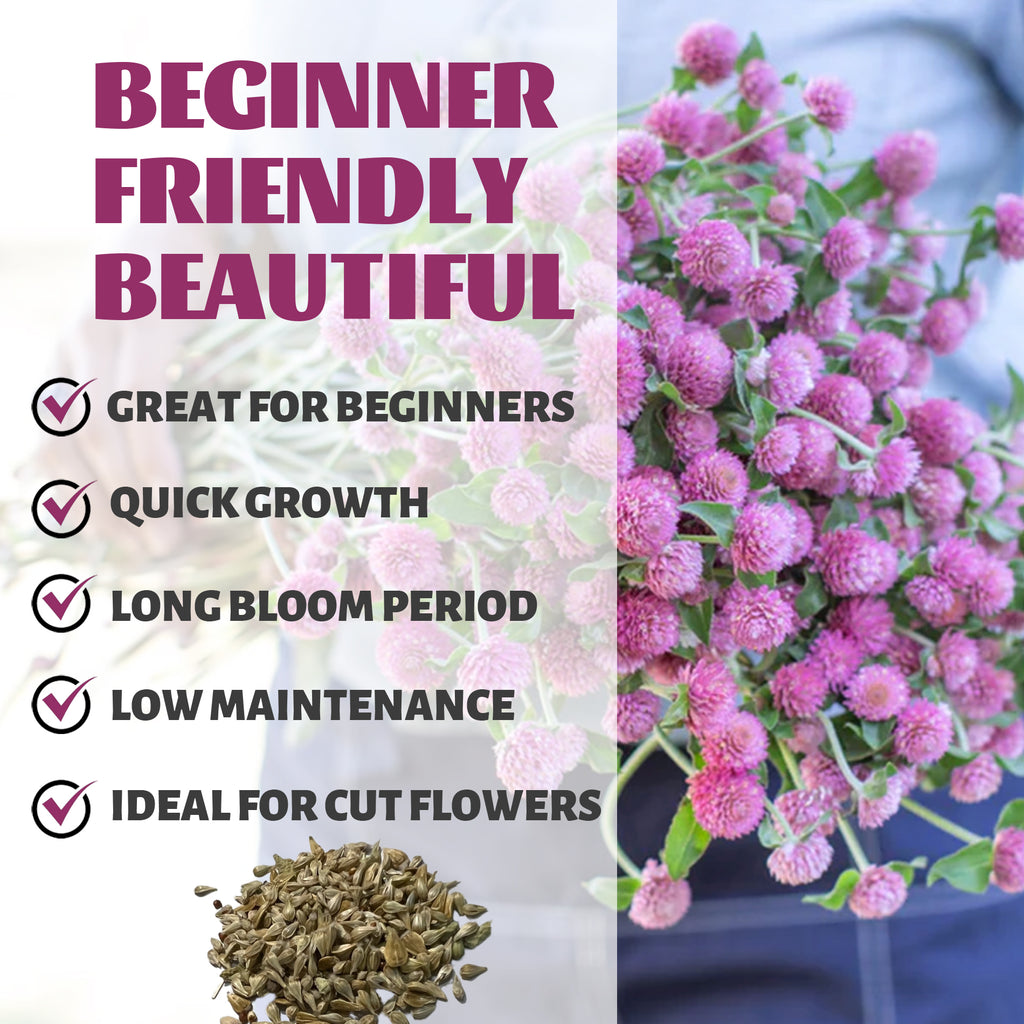 Pink flowers with text highlighting features like 'Great for Beginners', 'Quick Growth', 'Long Bloom Period', 'Low Maintenance', and 'Ideal for Cut Flowers'.Globe Amaranth Gomphrena Seeds