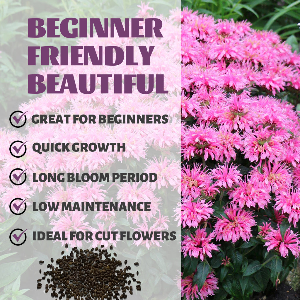 Bee Balm Bergamot Monarda Seeds Pink flowers with text highlighting features like 'Great for Beginners', 'Quick Growth', 'Long Bloom Period', 'Low Maintenance', and 'Ideal for Cut Flowers'.