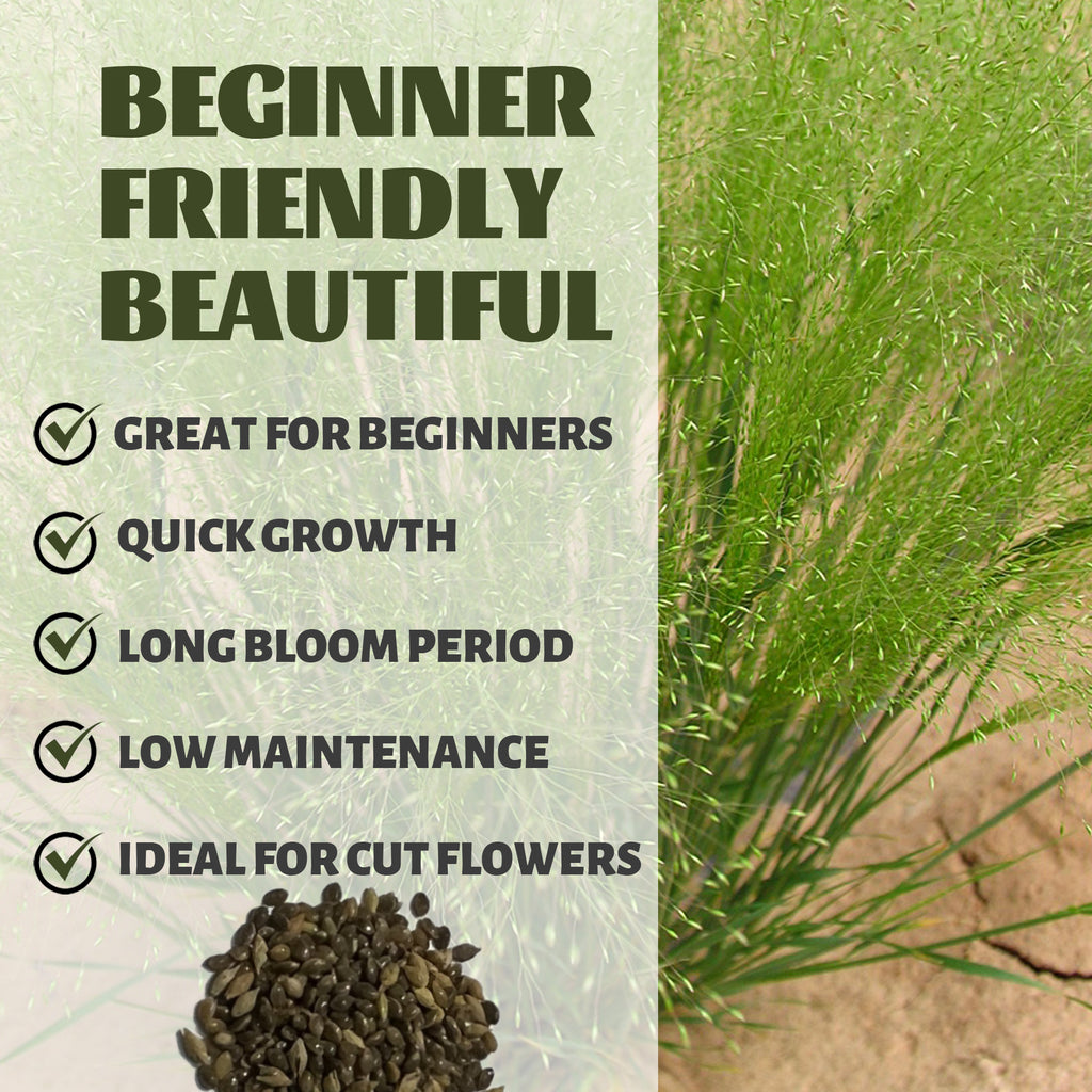 Green grass with text highlighting features like 'Great for beginners', 'Quick growth', 'Long bloom period', 'Low maintenance', and 'Ideal for cut flowers'.Frosted Explosion Ornamental Grass Seeds
