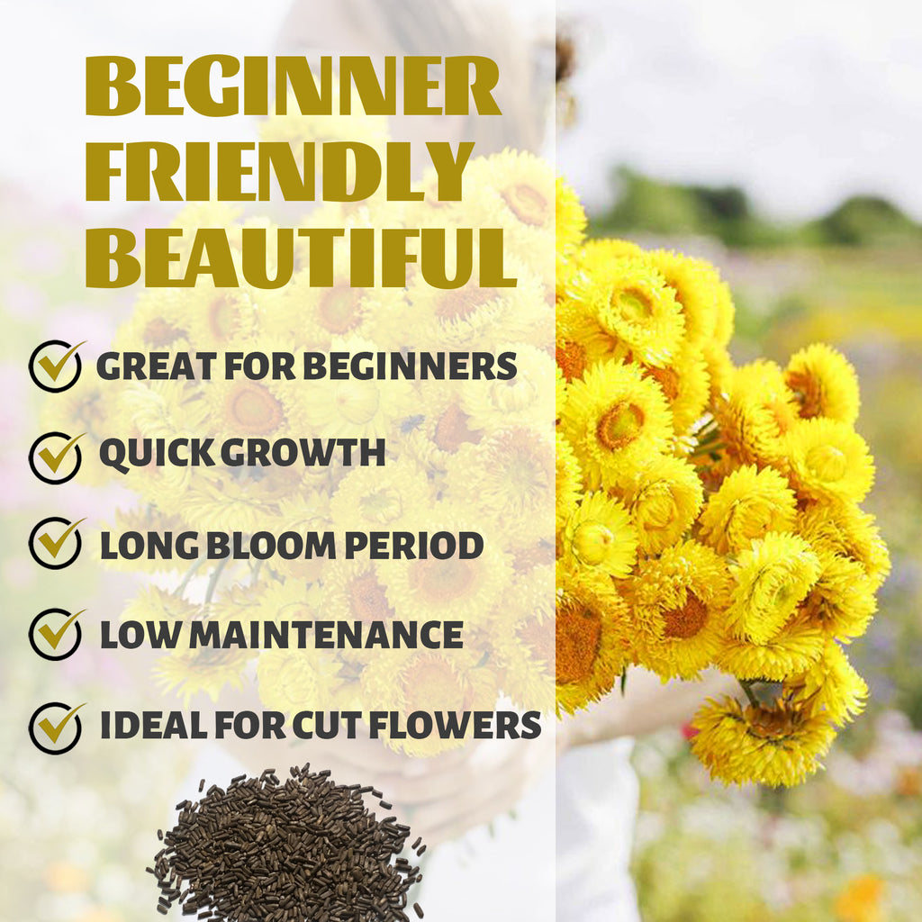 Everlasting Flower Strawflower Seeds Yellow flowers with text highlighting features like 'Great for Beginners', 'Quick Growth', 'Long Bloom Period', 'Low Maintenance', and 'Ideal for Cut Flowers'.