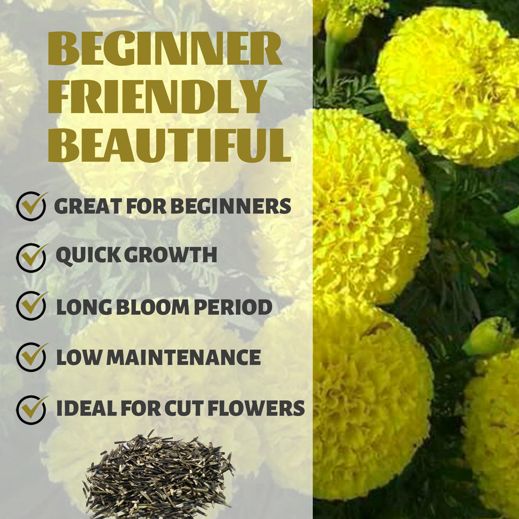 Yellow flowers with text highlighting features like 'Great for Beginners', 'Quick Growth', 'Long Bloom Period', 'Low Maintenance', and 'Ideal for Cut Flowers'.African Marigold Giant Marigold Seeds