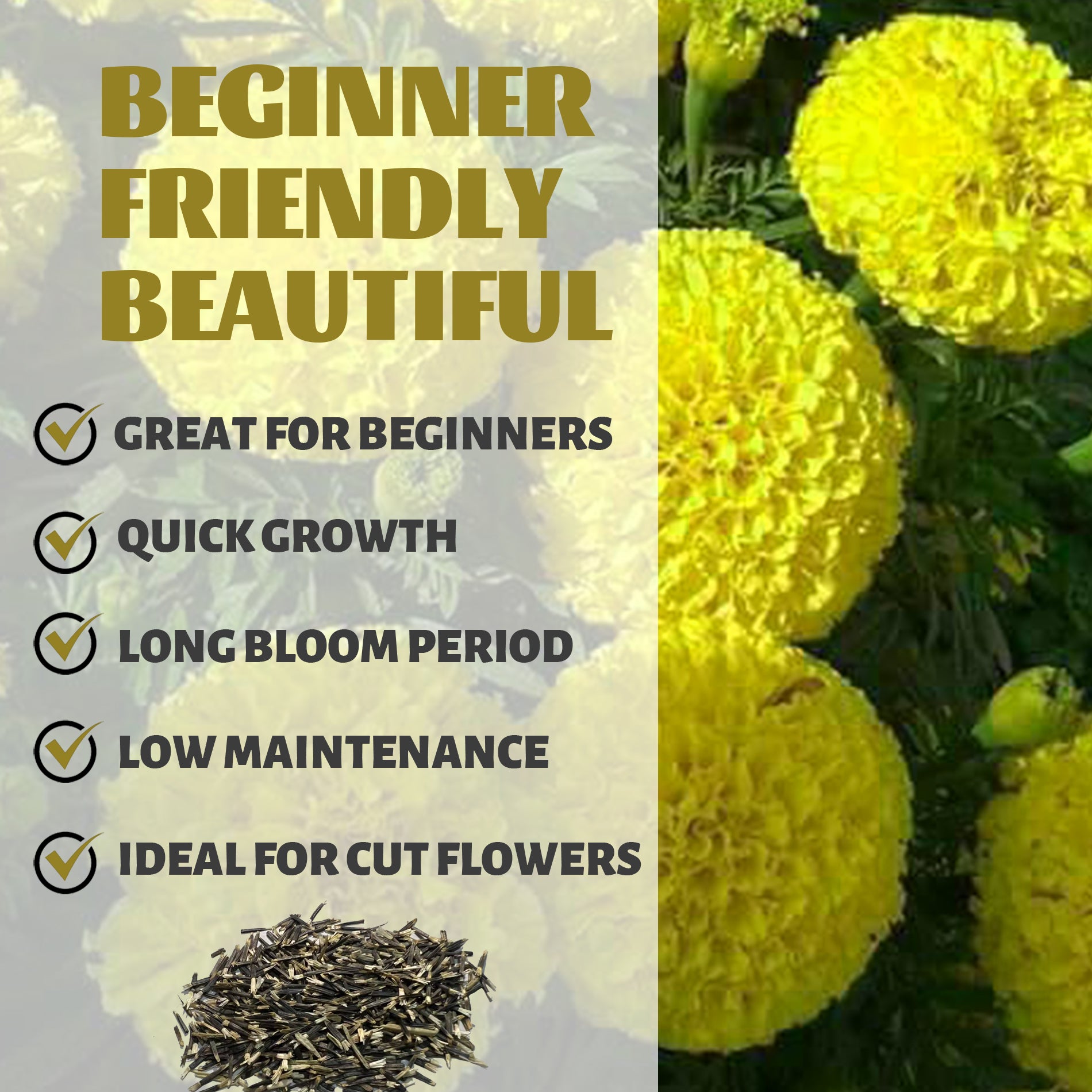 Yellow flowers with text highlighting features like 'Great for Beginners', 'Quick Growth', 'Long Bloom Period', 'Low Maintenance', and 'Ideal for Cut Flowers'.African Marigold Giant Marigold Seeds
