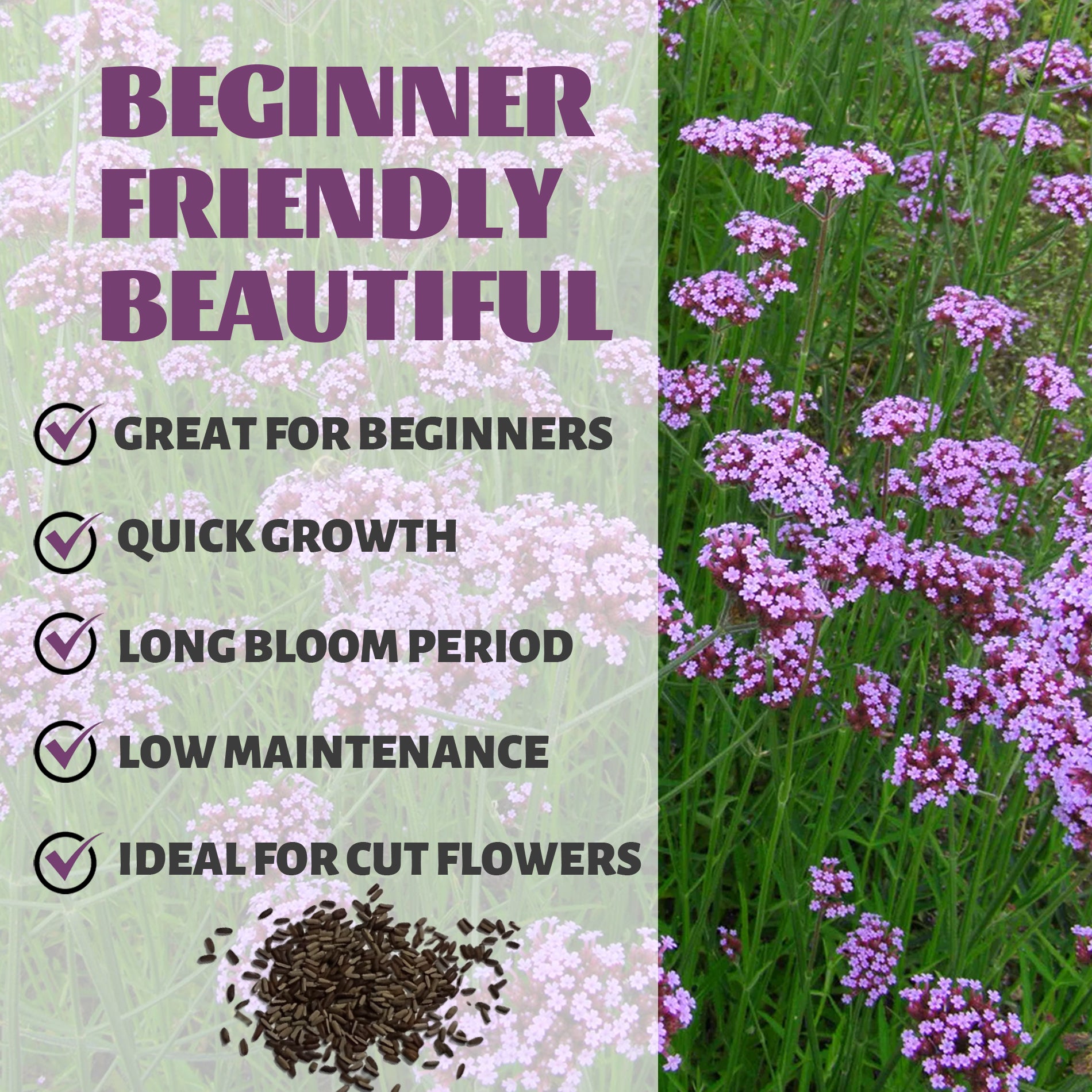 Bonariensis Tall Verbena Seeds Purple flowers with text about plant benefits on a green background