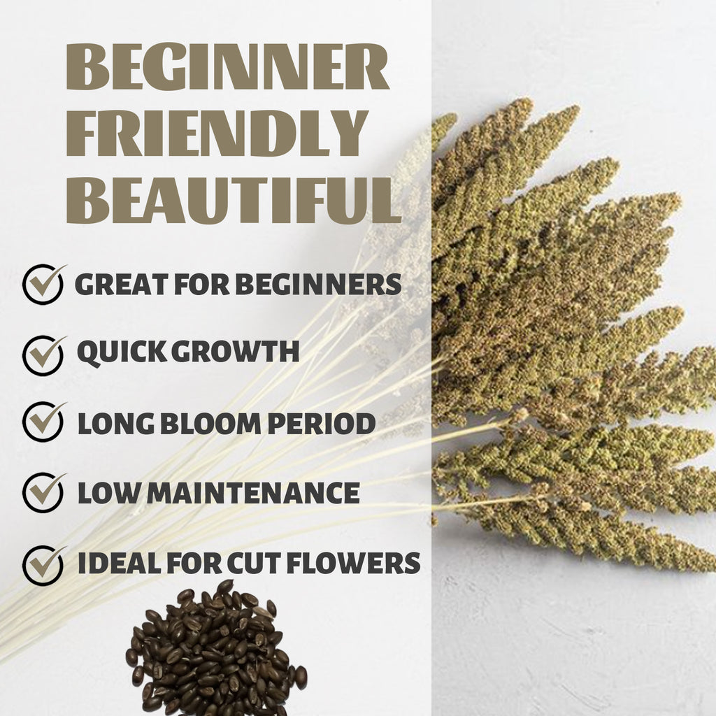 Text about plants being 'Beginner Friendly Beautiful' with images of plants and Highlander Ornamental Grass Seeds on a light background.