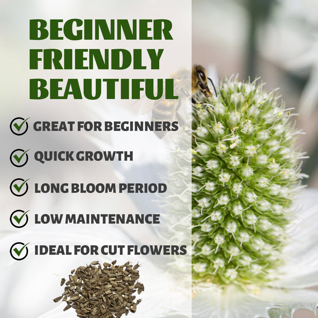 Seed packet with text about Sea Holly Thistle Eryngium Seeds being beginner-friendly, quick-growing, and ideal for cut flowers.