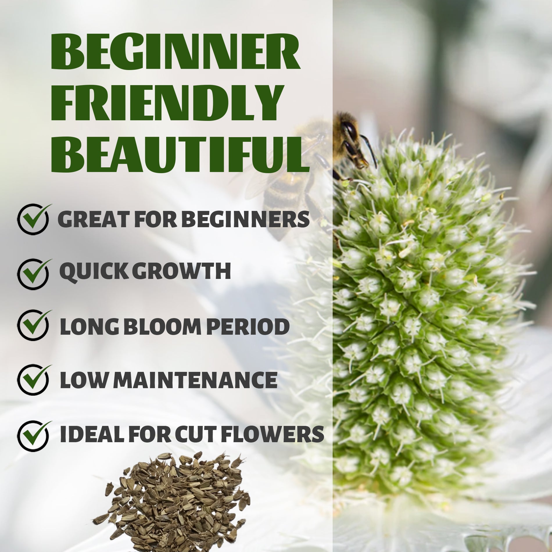 Seed packet with text about Sea Holly Thistle Eryngium Seeds being beginner-friendly, quick-growing, and ideal for cut flowers.