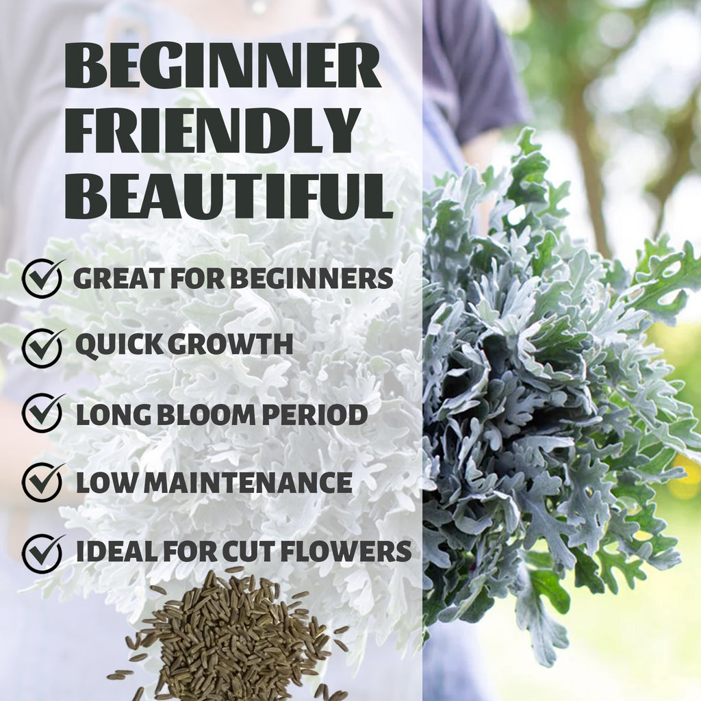 Text overlay on a background with plants and seeds, highlighting features like 'Great for beginners', 'Quick growth', 'Long bloom period', 'Low maintenance', and 'Ideal for cut flowers'.Silver Lace Foliage Dusty Miller Seeds
