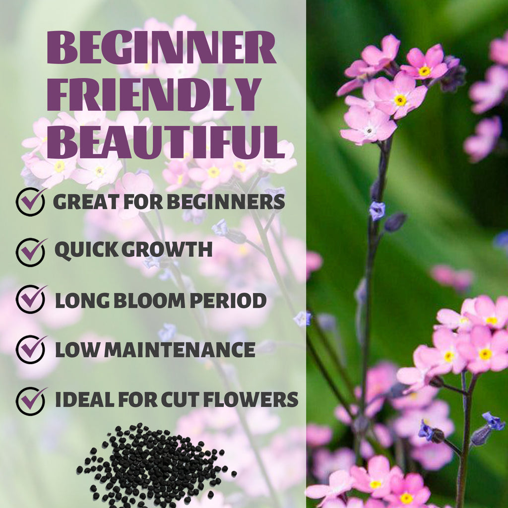 Soapwort Bouncing Bet Saponaria Seeds Pink flowers with text highlighting features like 'Great for Beginners', 'Quick Growth', 'Long Bloom Period', 'Low Maintenance', and 'Ideal for Cut Flowers'.
