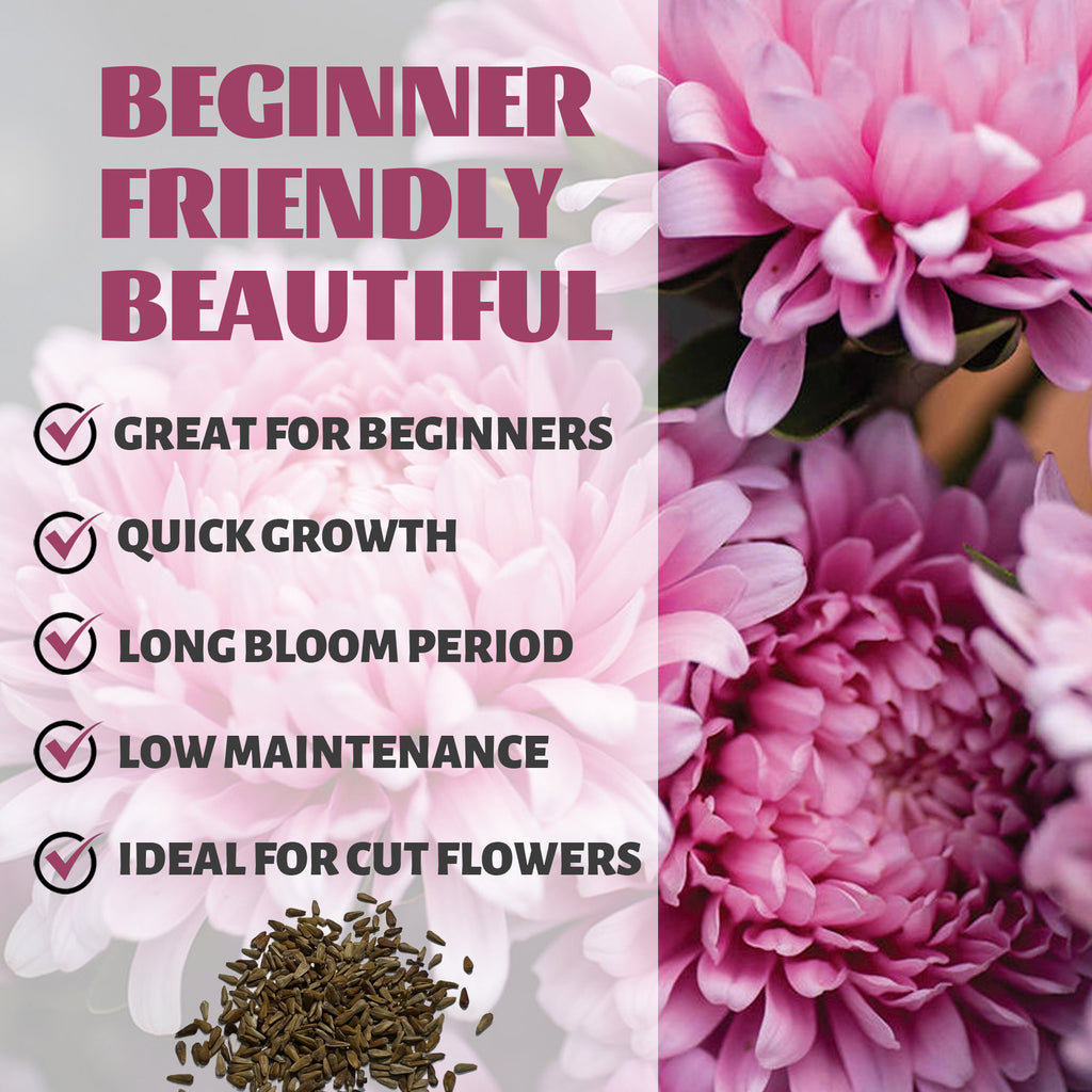 Cut Flower China Aster Seeds Pink flowers with text highlighting features like 'Great for Beginners', 'Quick Growth', 'Long Bloom Period', 'Low Maintenance', and 'Ideal for Cut Flowers'.