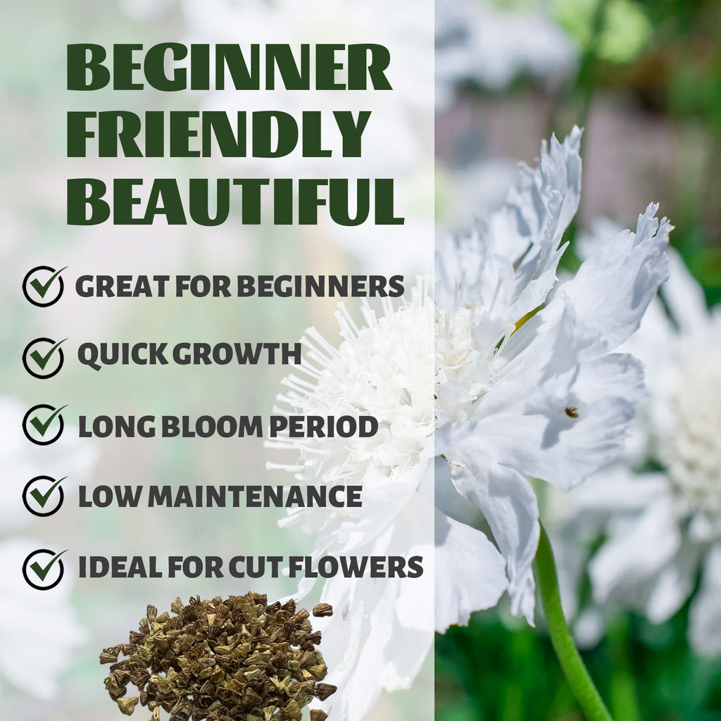 Pincushion Flower Scabiosa Seeds White flowers with gardening-related text and images on a green background