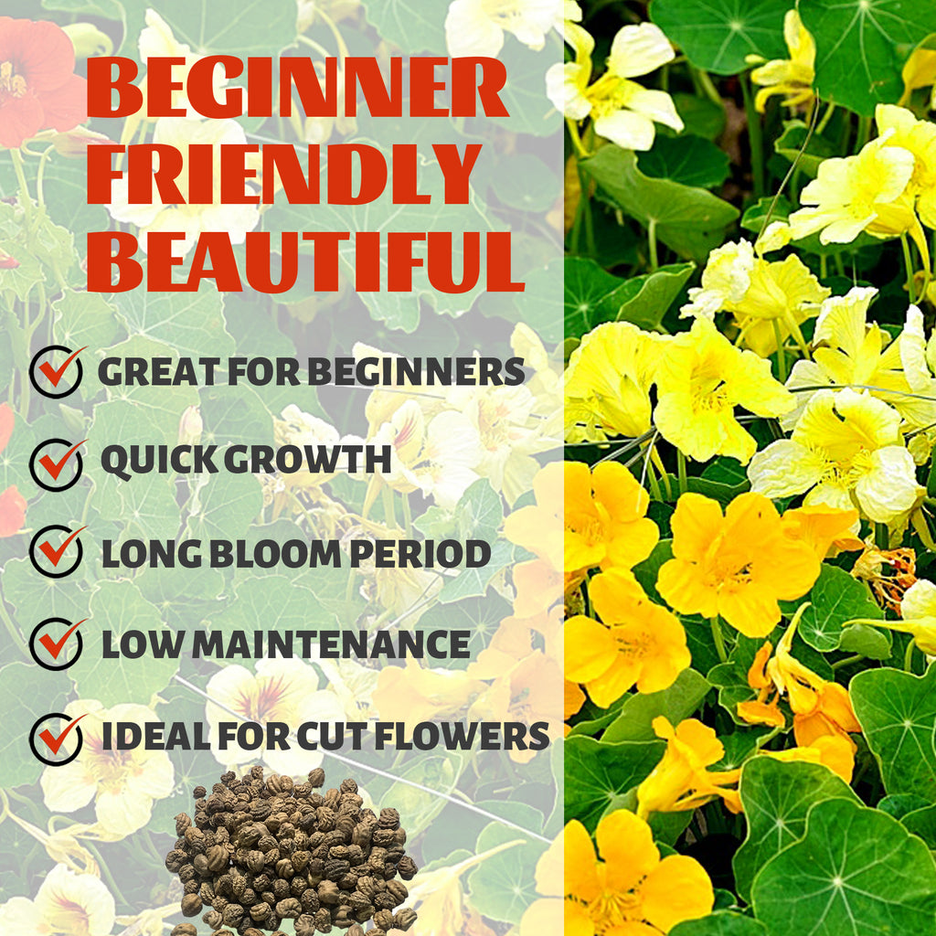 Indian Cress Nasturtium Seeds Yellow flowers with text about gardening benefits on a green background