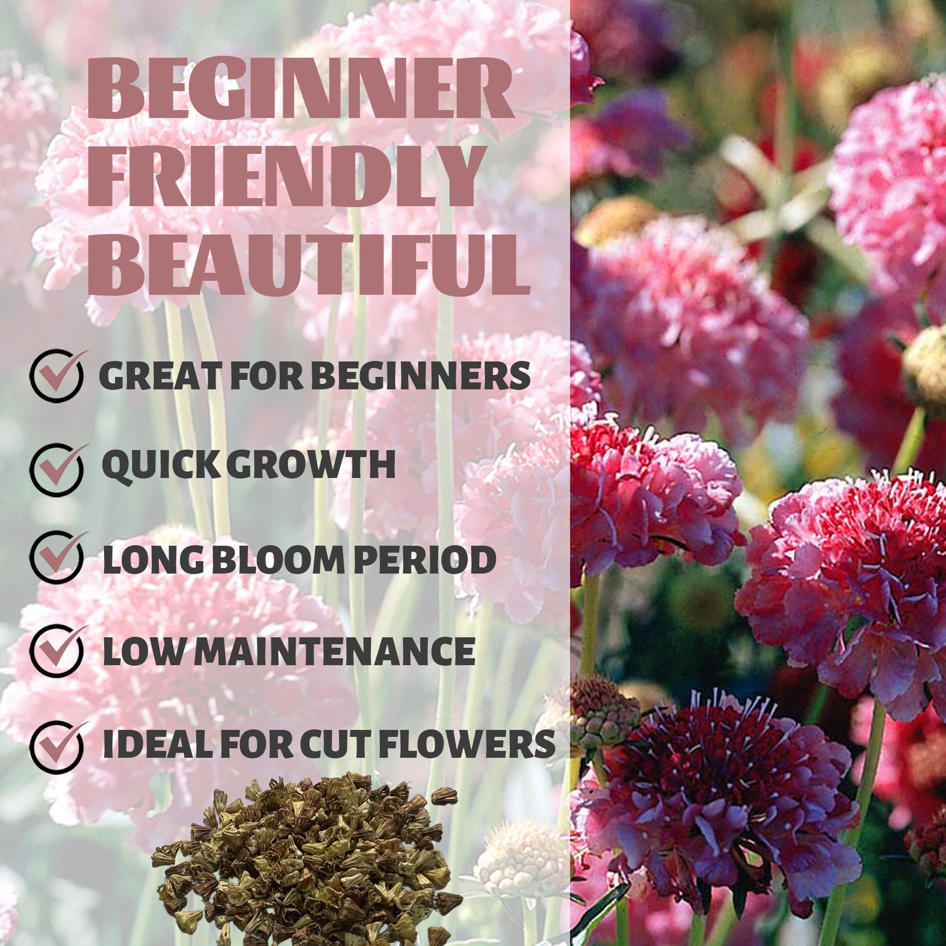 Floral arrangement with text highlighting features like 'Great for Beginners', 'Quick Growth', 'Long Bloom Period', 'Low Maintenance', and 'Ideal for Cut Flowers'.Pincushion Flower Scabiosa Seeds