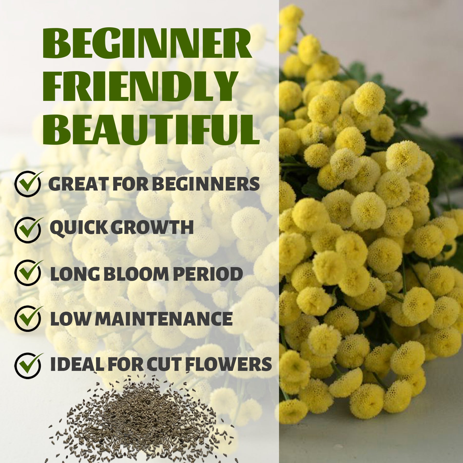 Feverfew Golden Chamomile Matricaria Seeds Yellow flowers with text highlighting features like 'Great for Beginners', 'Quick Growth', 'Long Bloom Period', 'Low Maintenance', and 'Ideal for Cut Flowers'.