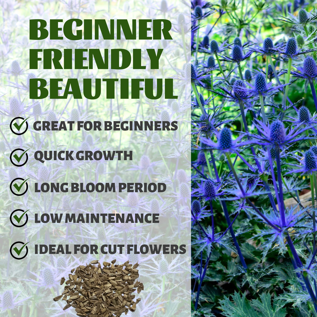 Blue thistle plants with text on a green background.Sea Holly Thistle Eryngium Seeds
