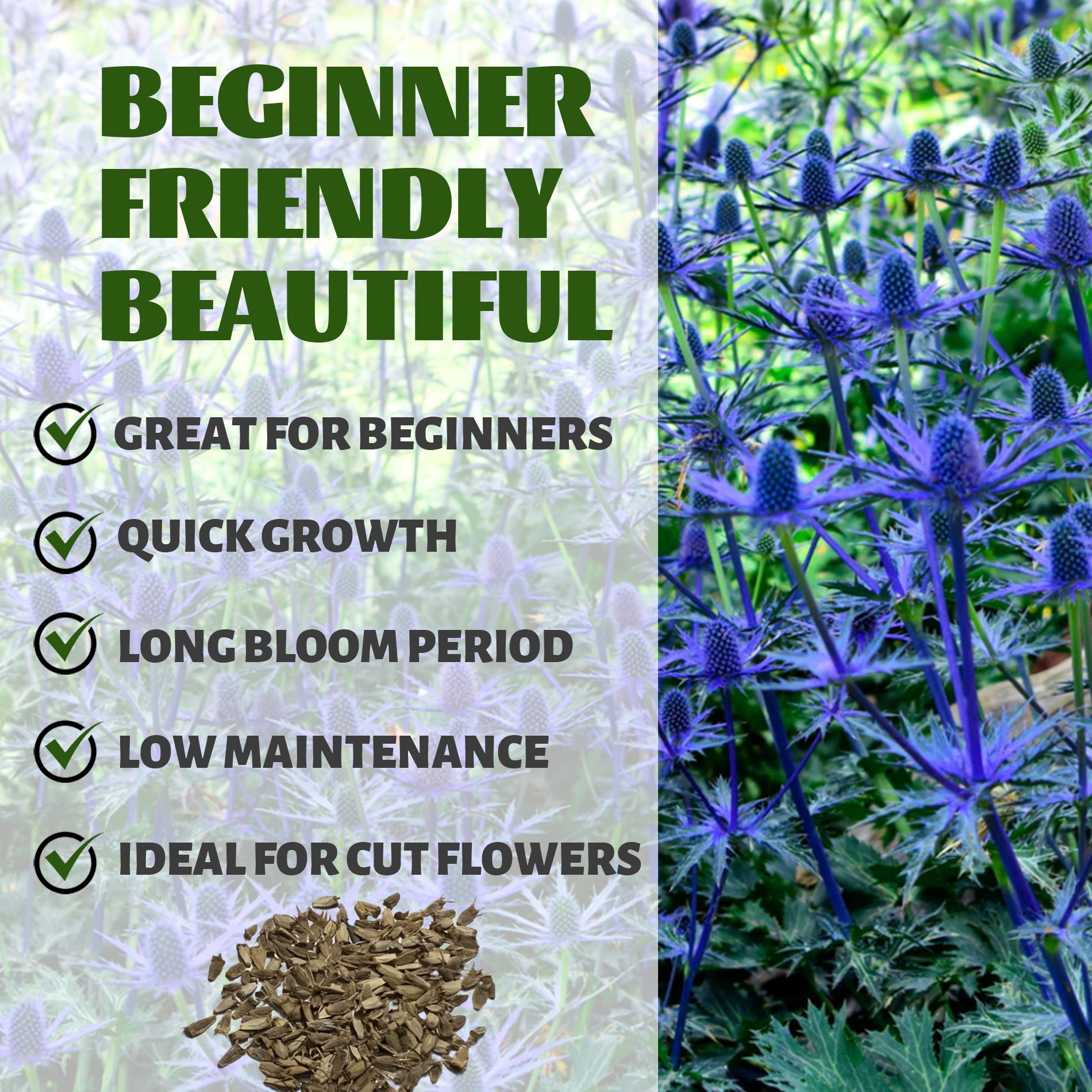 Blue thistle plants with text on a green background.Sea Holly Thistle Eryngium Seeds