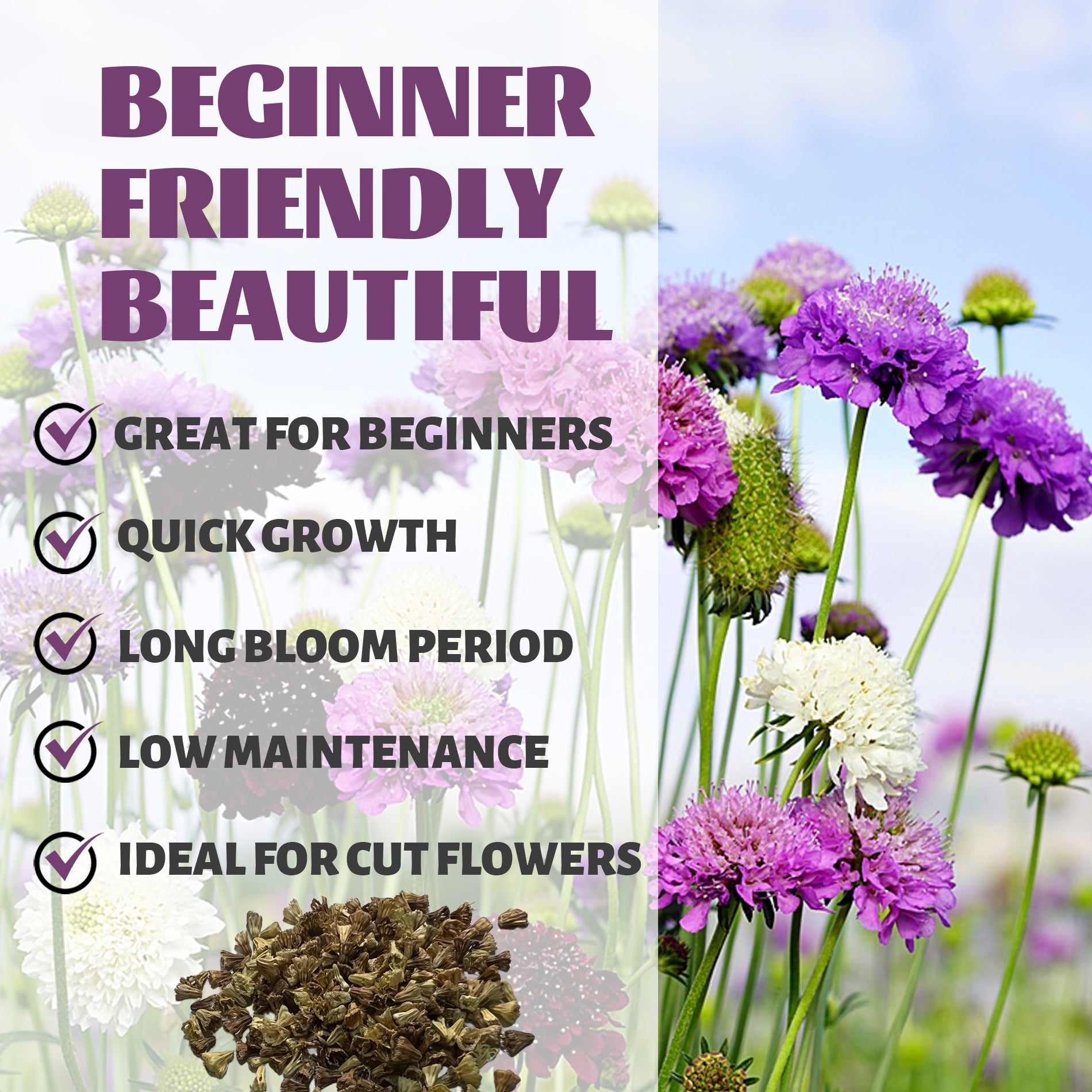 Pincushion Flower Scabiosa Seeds Floral arrangement with text highlighting features like 'Great for Beginners', 'Quick Growth', 'Long Bloom Period', 'Low Maintenance', and 'Ideal for Cut Flowers'.