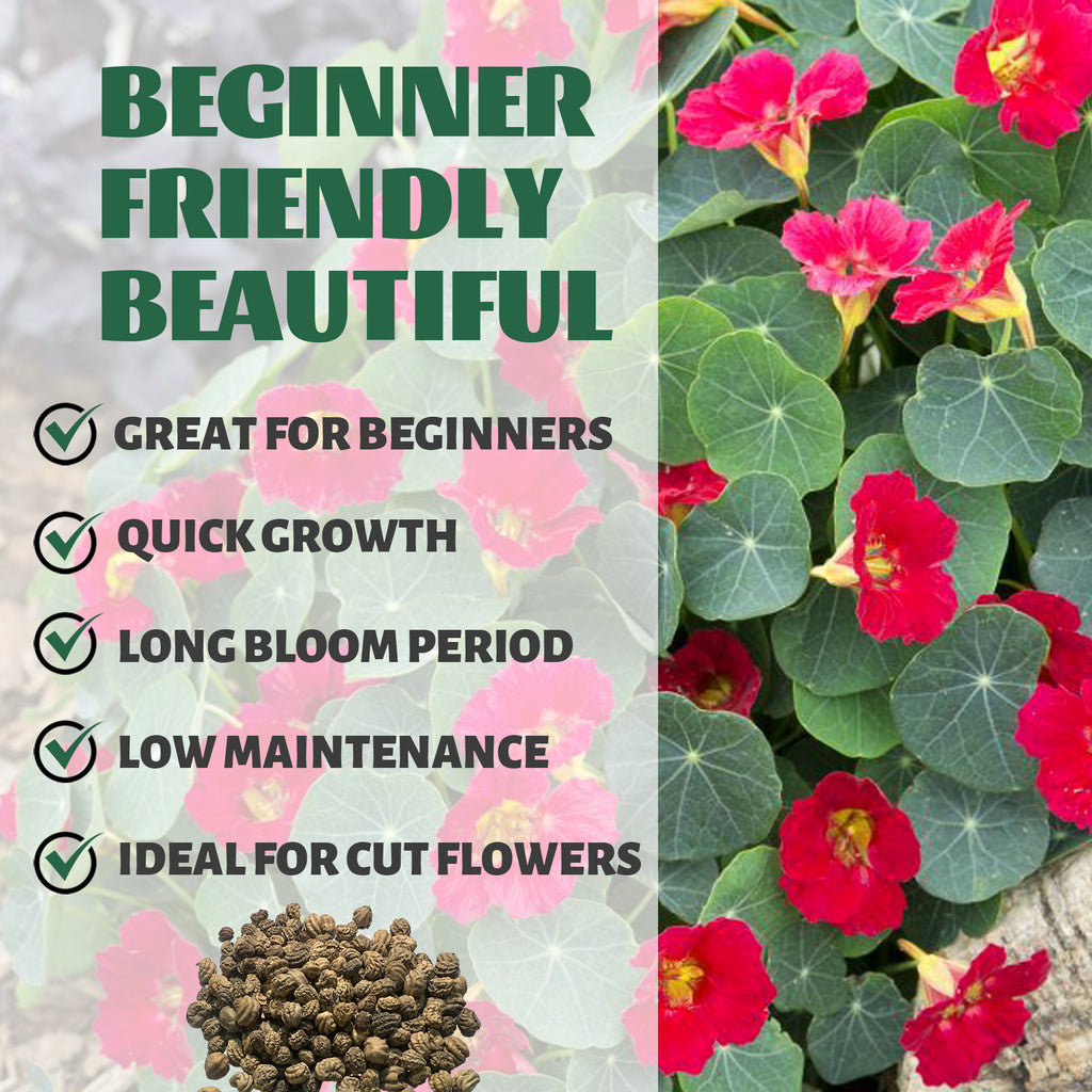 Indian Cress Nasturtium Seeds Red with red flowers and text highlighting features like 'Great for Beginners', 'Quick Growth', 'Long Bloom Period', 'Low Maintenance', and 'Ideal for Cut Flowers'.